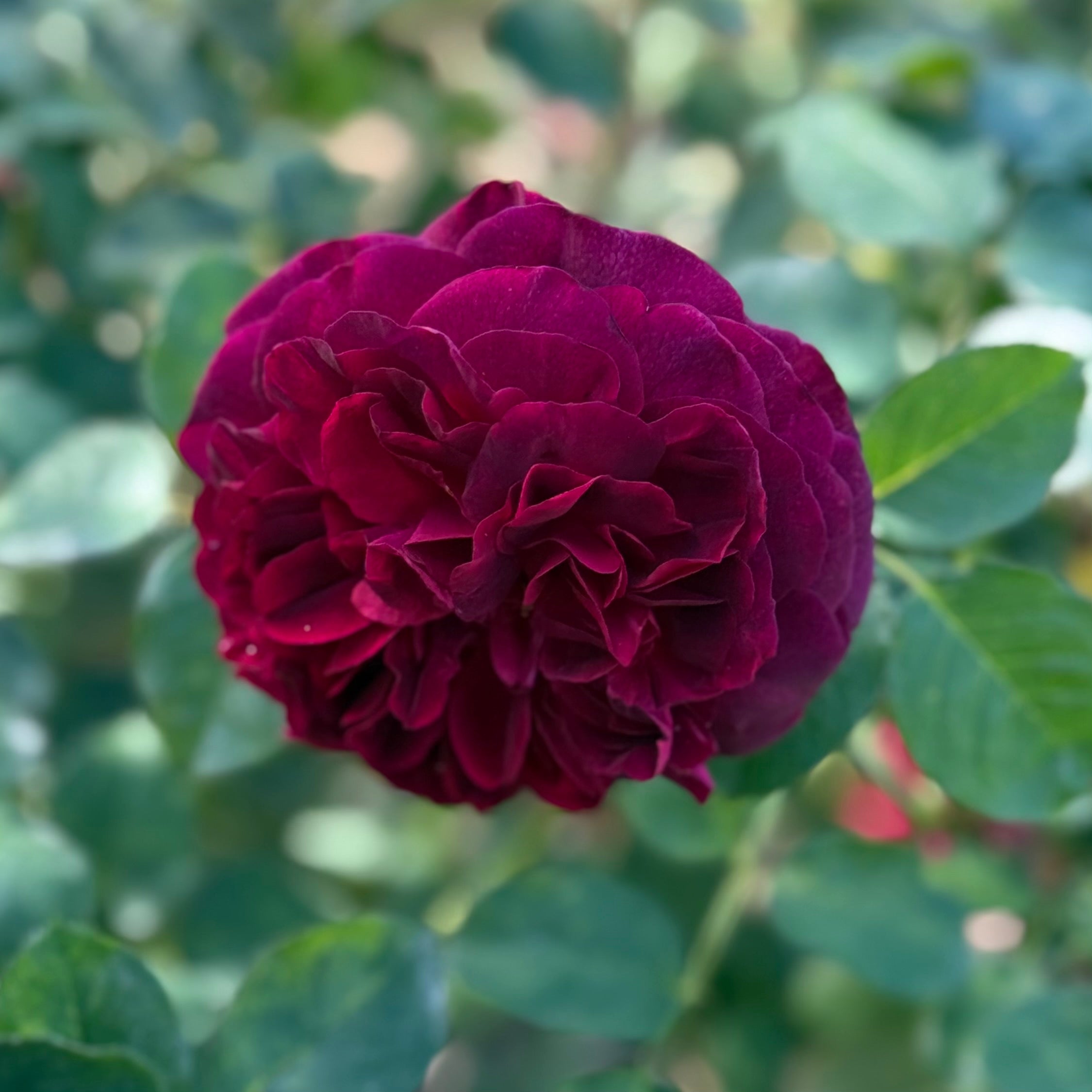 David Austin® Munstead Wood® Potted Rose Bush