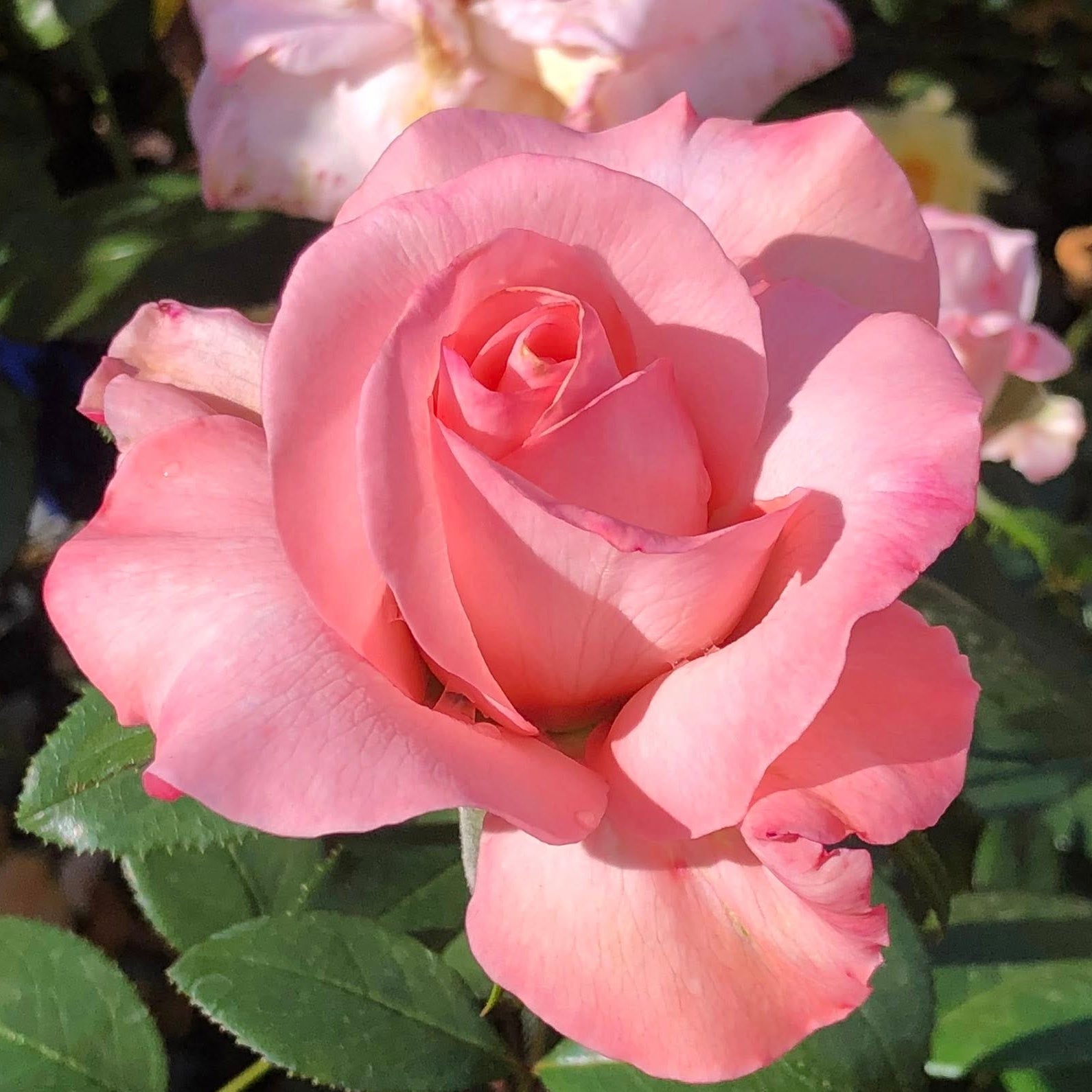 Marylou Whitney Potted Rose Bush