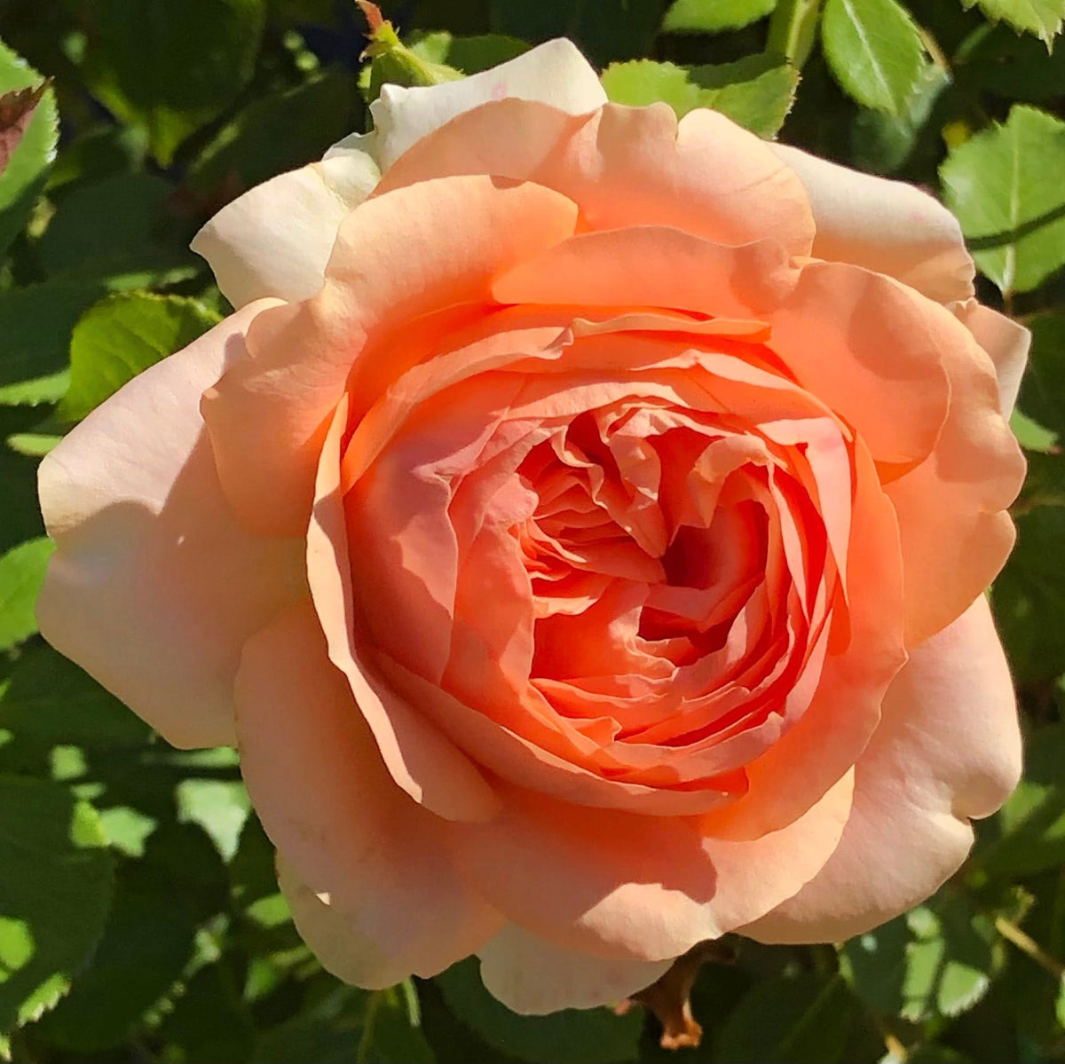 Double Ambre Bare Root Rose Bush