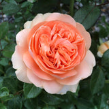 Double Ambre Bare Root Rose Bush