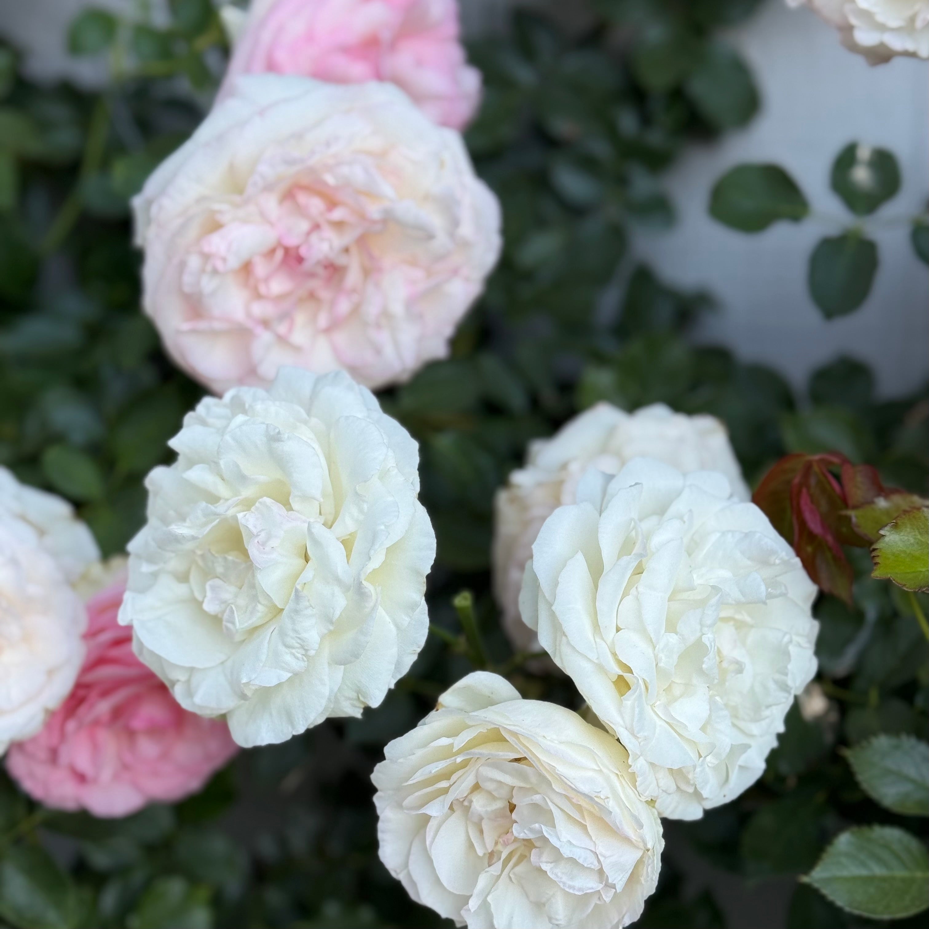 Eden Climber® White Potted Climbing Rose