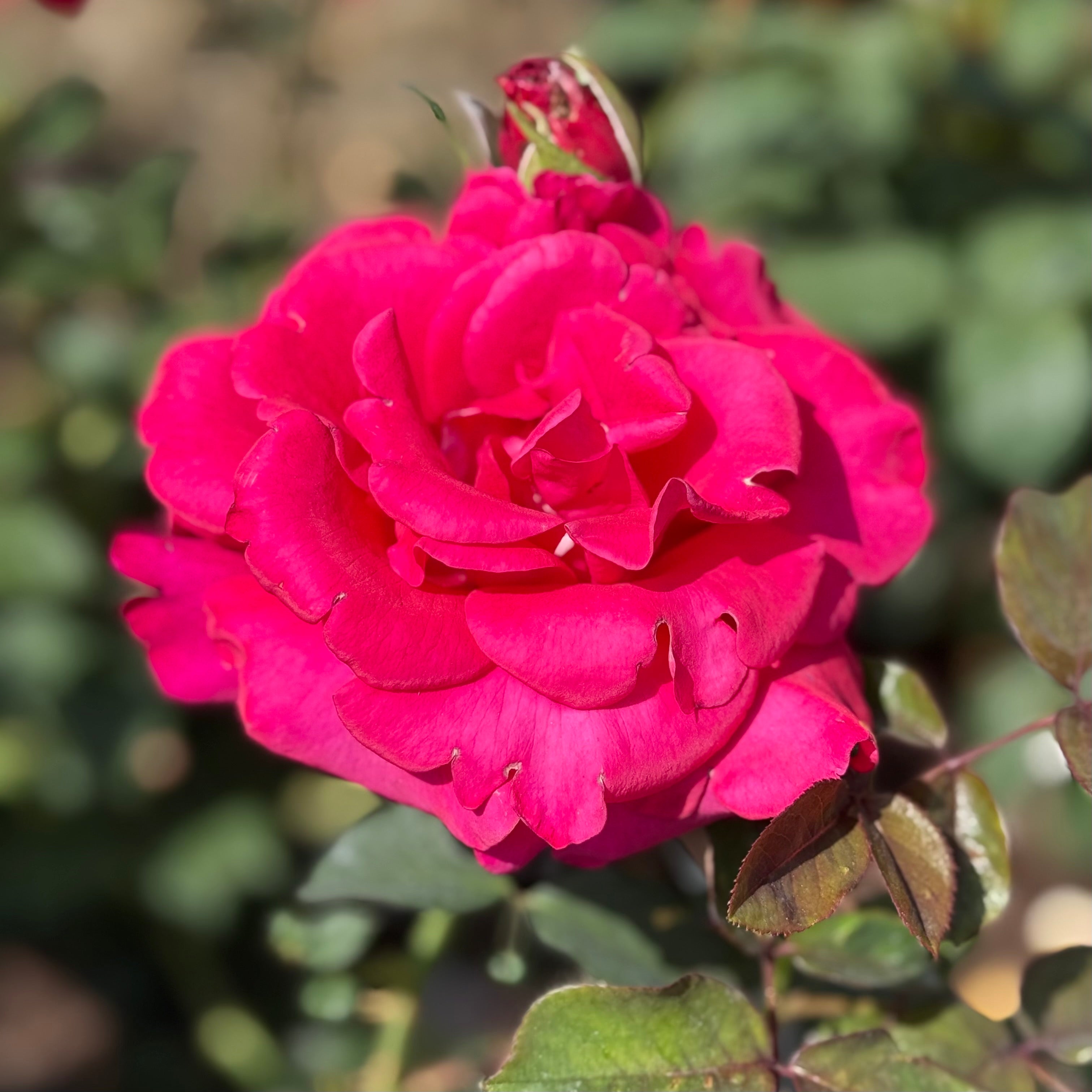 Let Freedom Ring ™ Potted Rose Bush