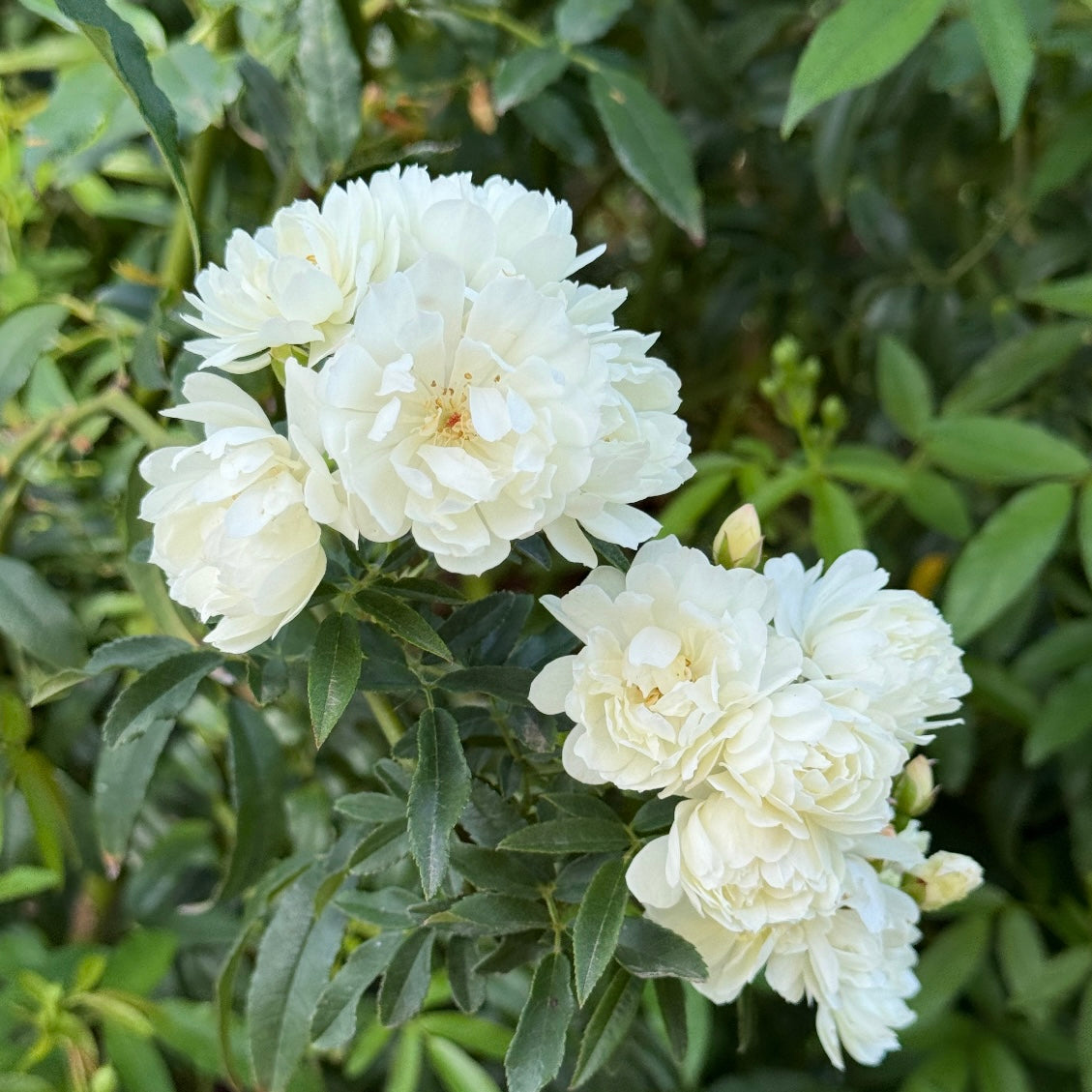 Purezza Banks Potted Climbing Rose