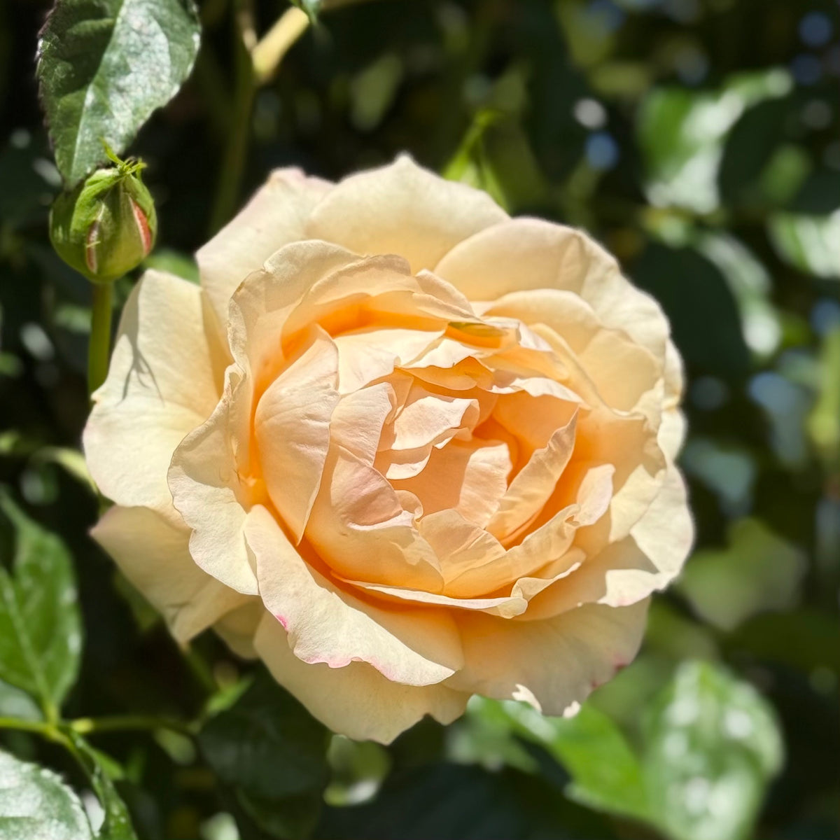 Golden Opportunity™ Bare Root Climbing Rose Bush