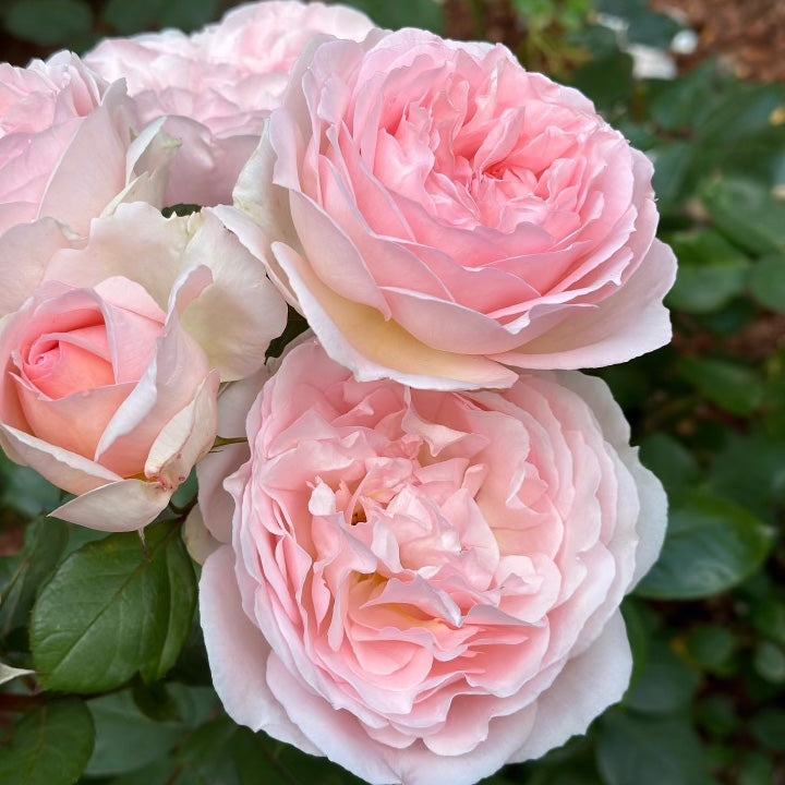 Parfuma® Bliss Bare Root Rose Bush