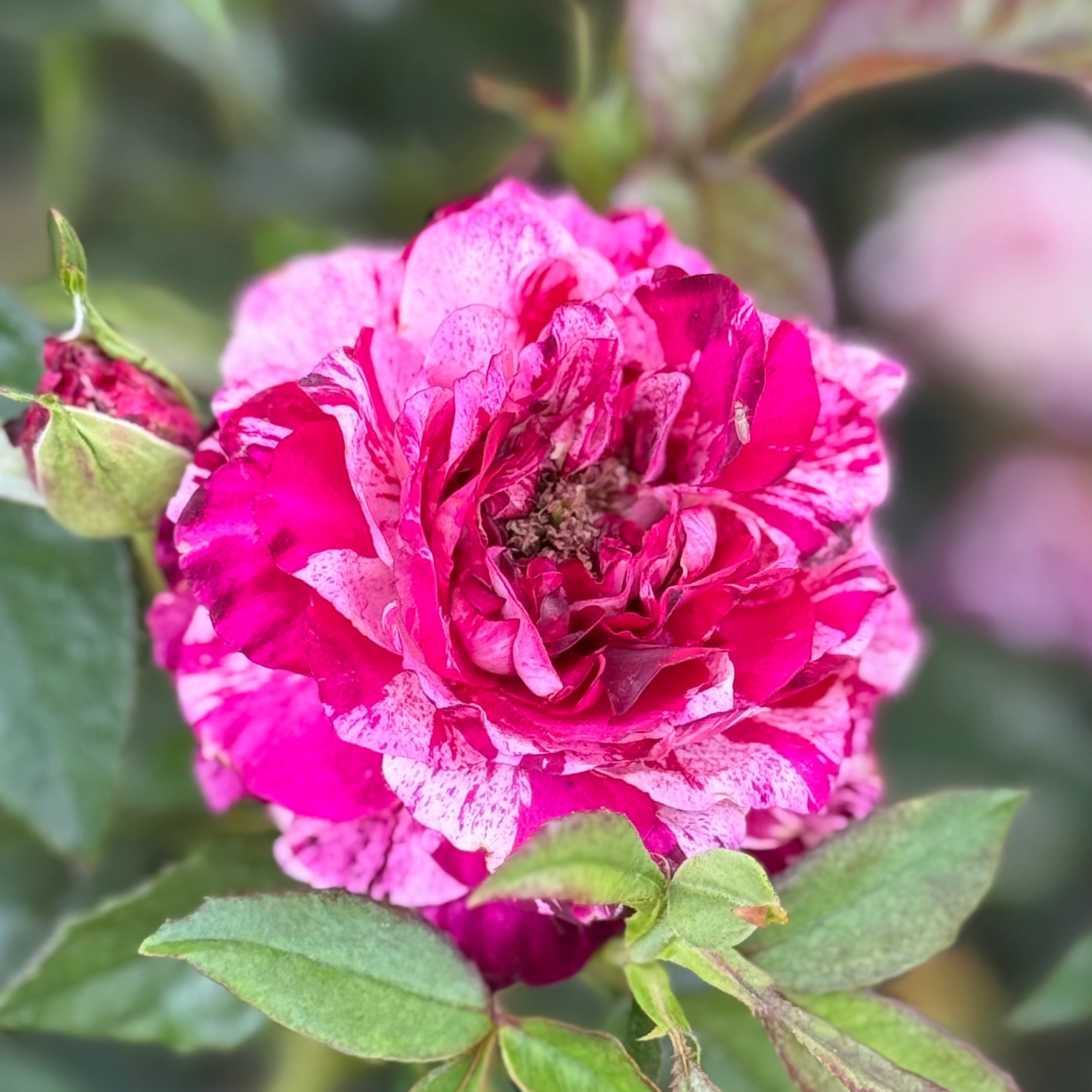 Purple Tiger Bare Root Rose Bush
