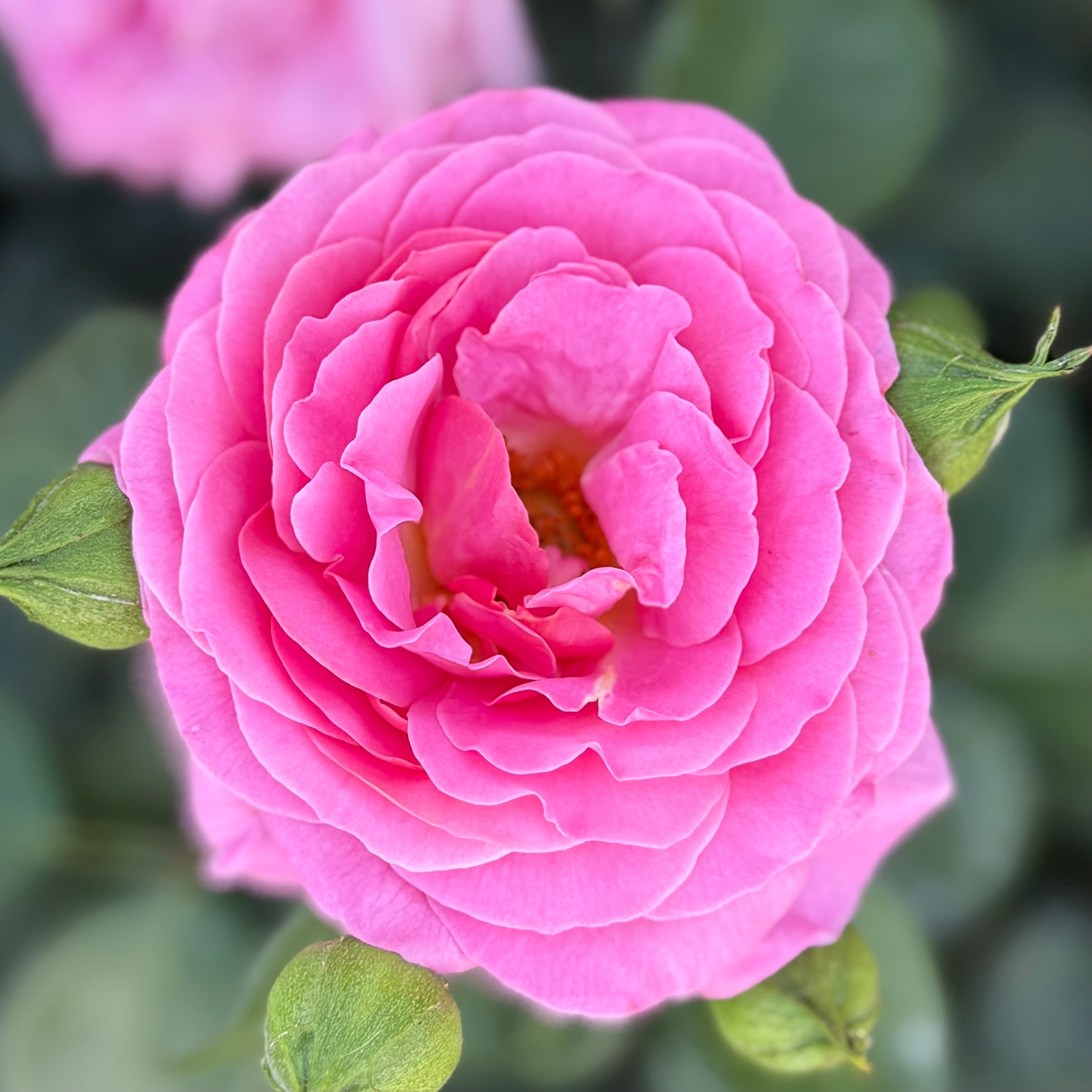 Time After Time™ Potted Rose Bush