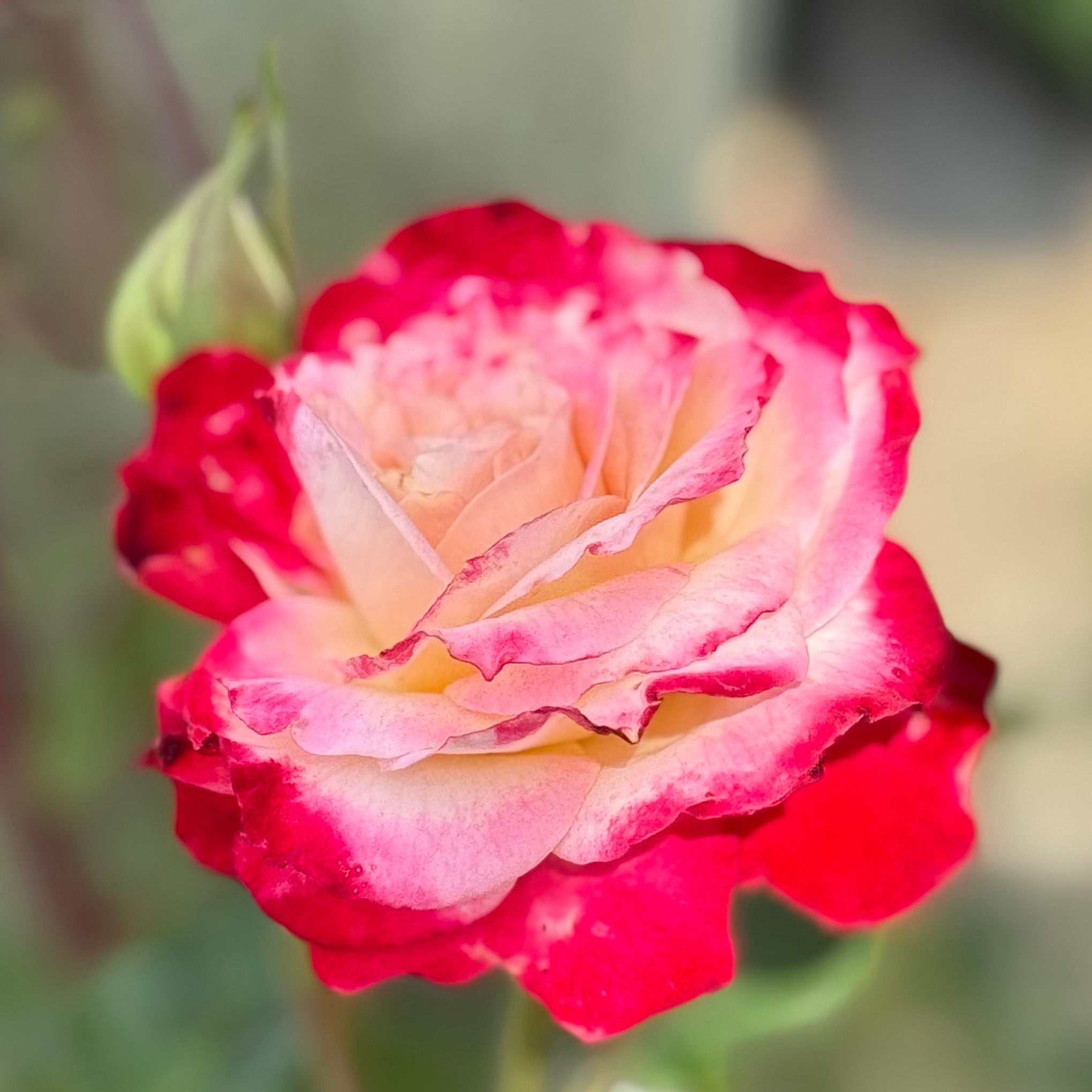 White Lies™ Potted Rose Bush