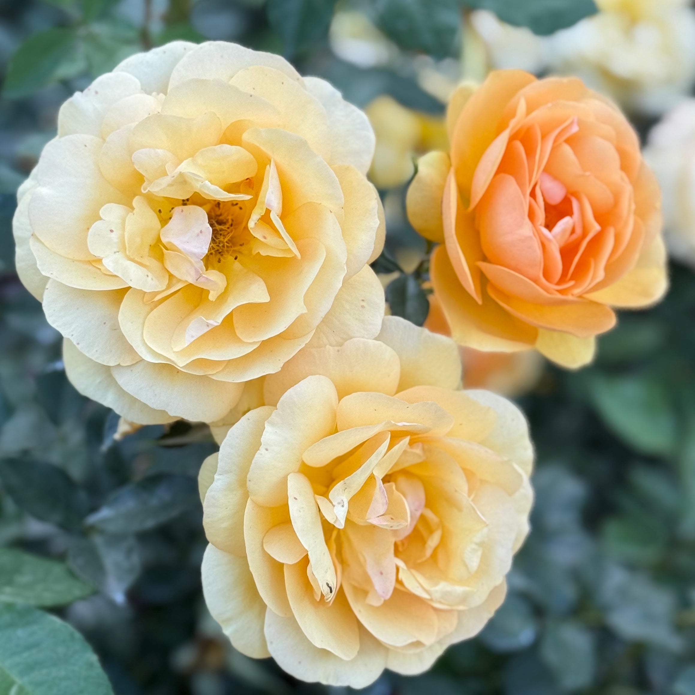 Sunbelt® South Africa® Potted Rose Bush