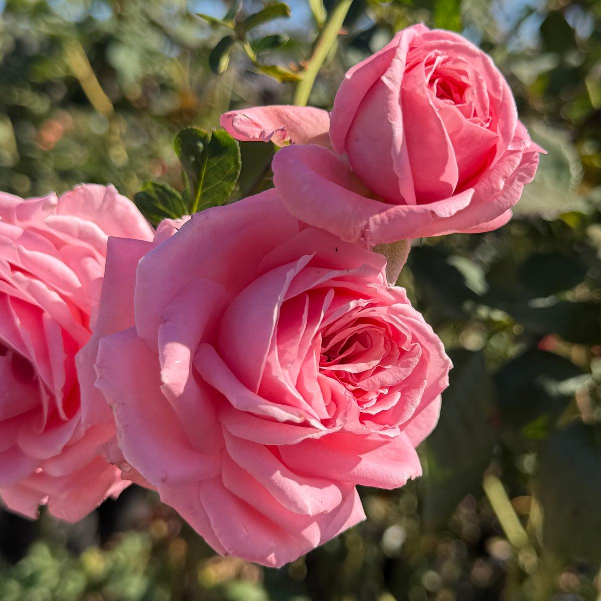 Coral Dawn Bare Root Rose Bush