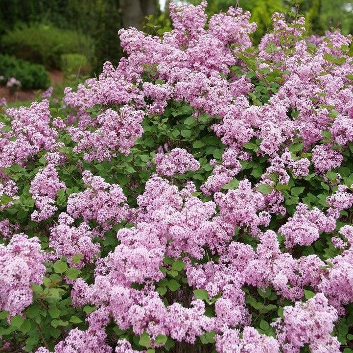 Proven Winners® Lilac Bloomerang® Purpink Potted Lilac Plant