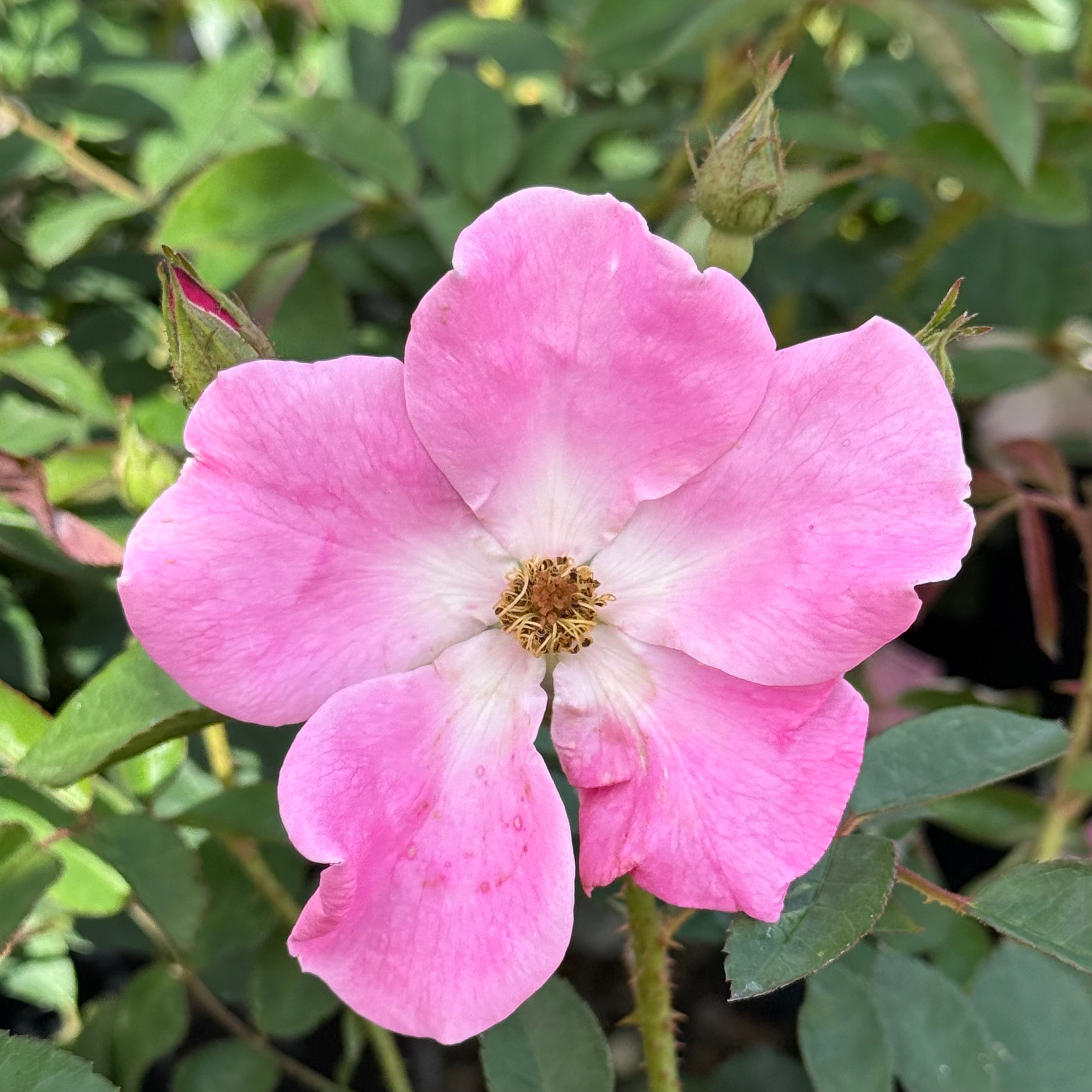 Nearly Wild Potted Rose Bush
