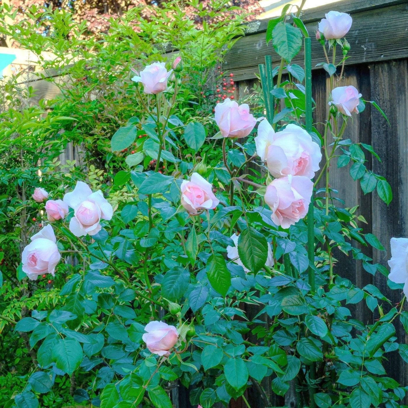 David Austin® The Wedgwood Rose™ Potted Rose Bush