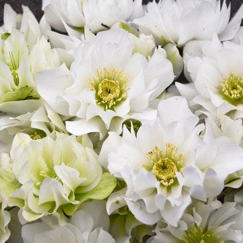 Helleborus 'Wedding Party Mix' Potted Lenten Rose Plant