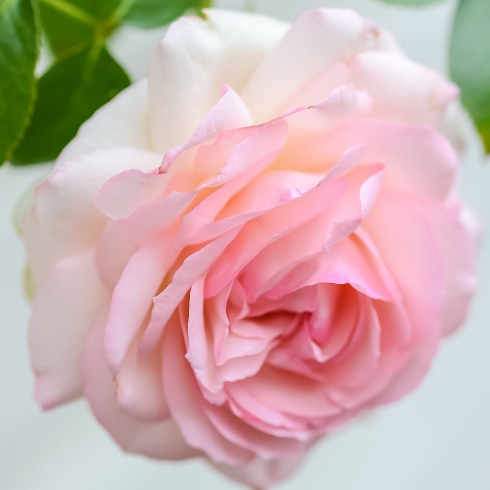 Eden Climber® Bare Root Climbing Rose