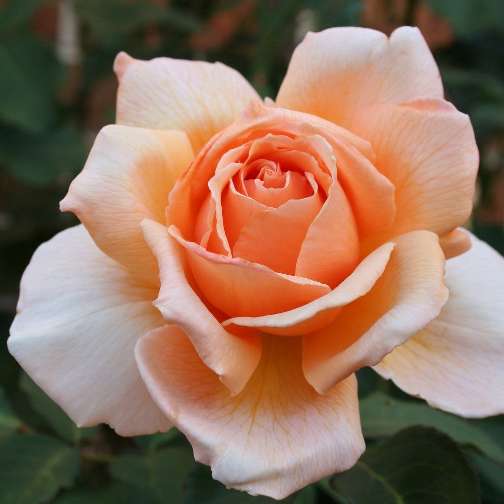 Just Joey Potted Rose Bush