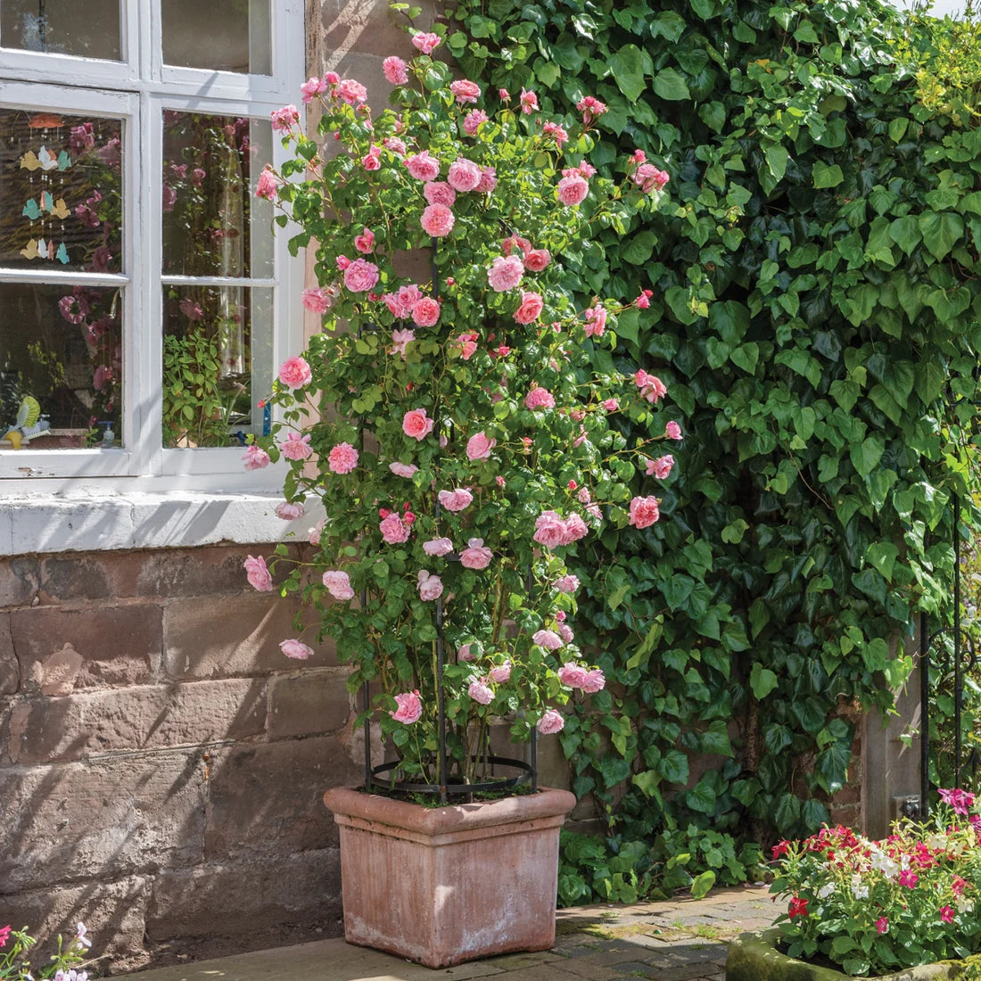 Strawberry Hill Bare Root Rose Bush