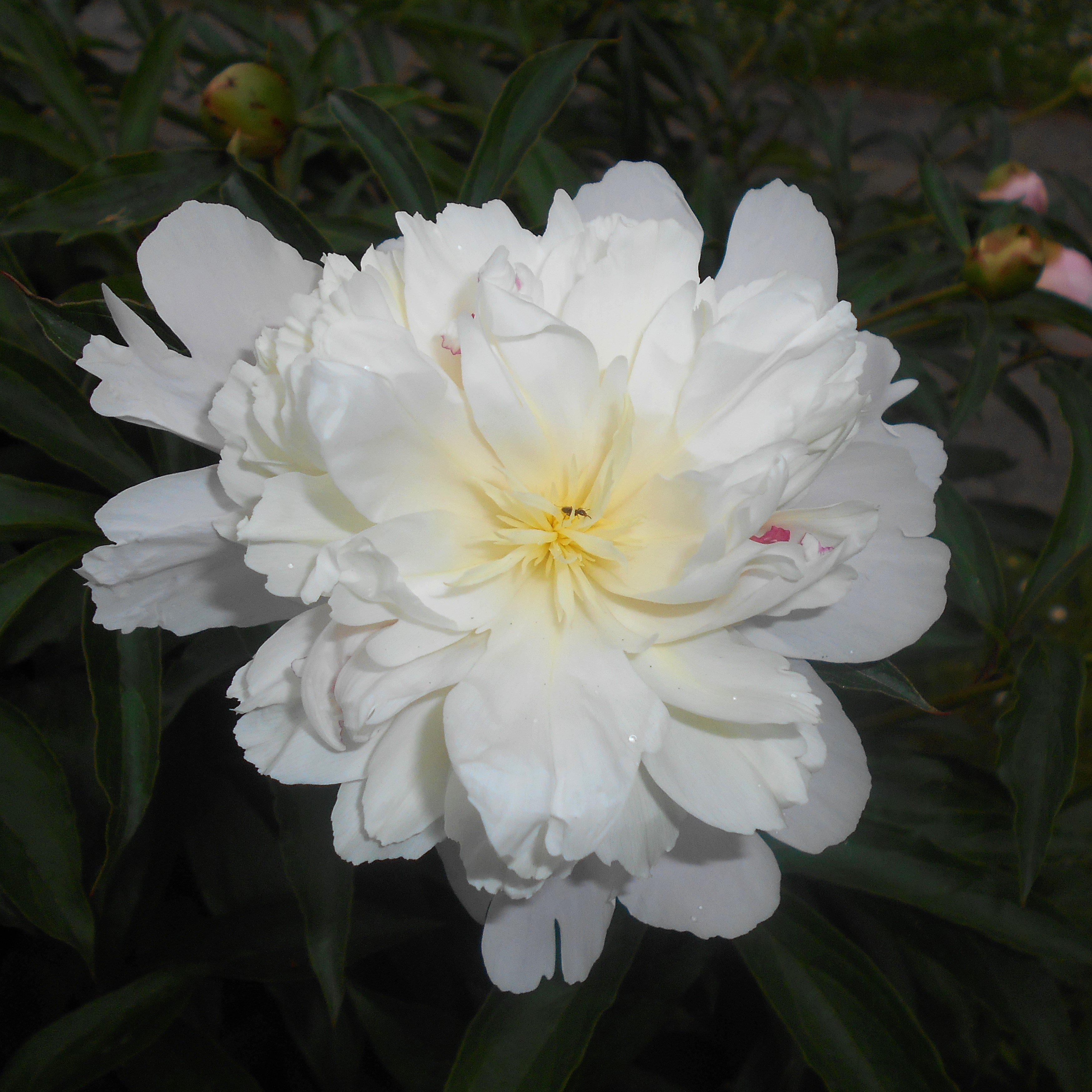 Peony 'Duchesse de Nemours' Potted Peony Plant