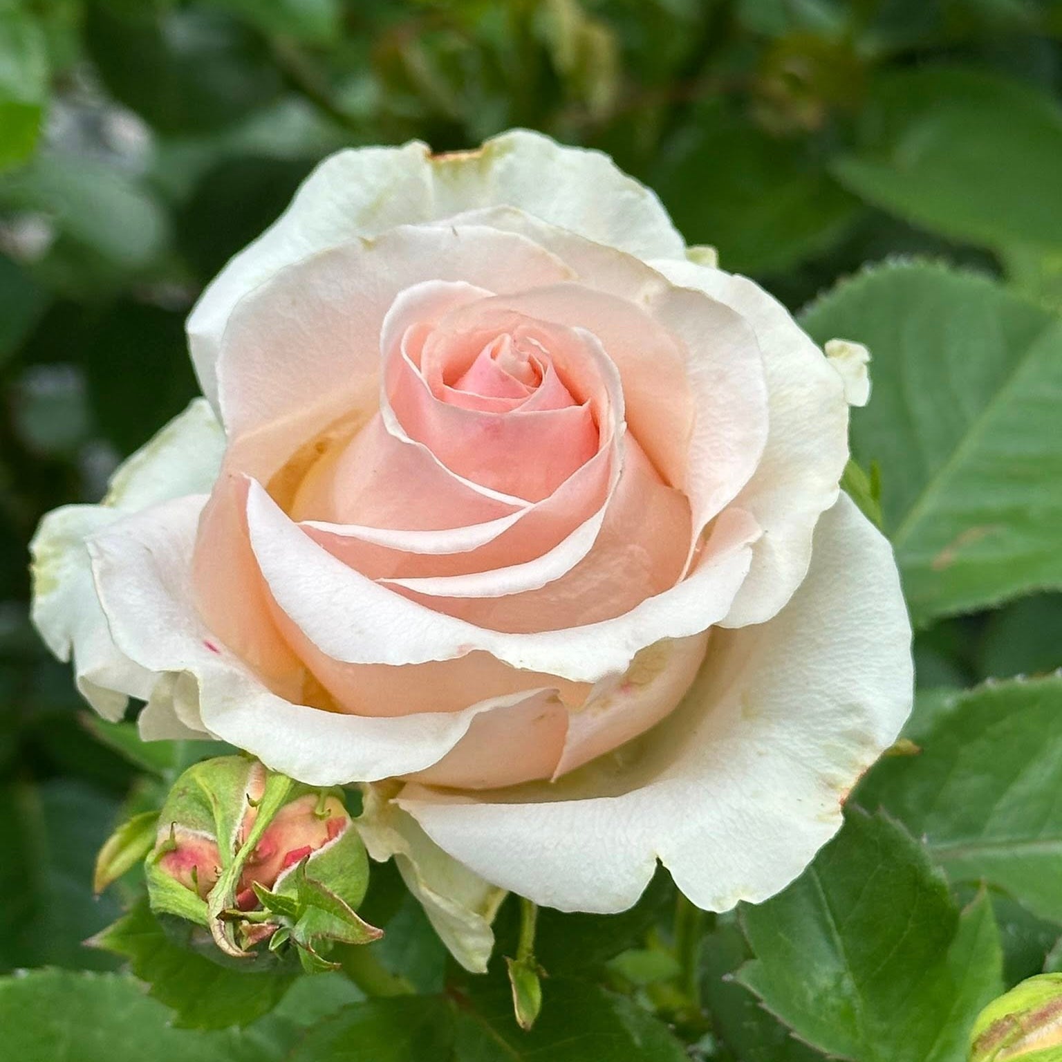 Devotion Bare Root Rose Bush