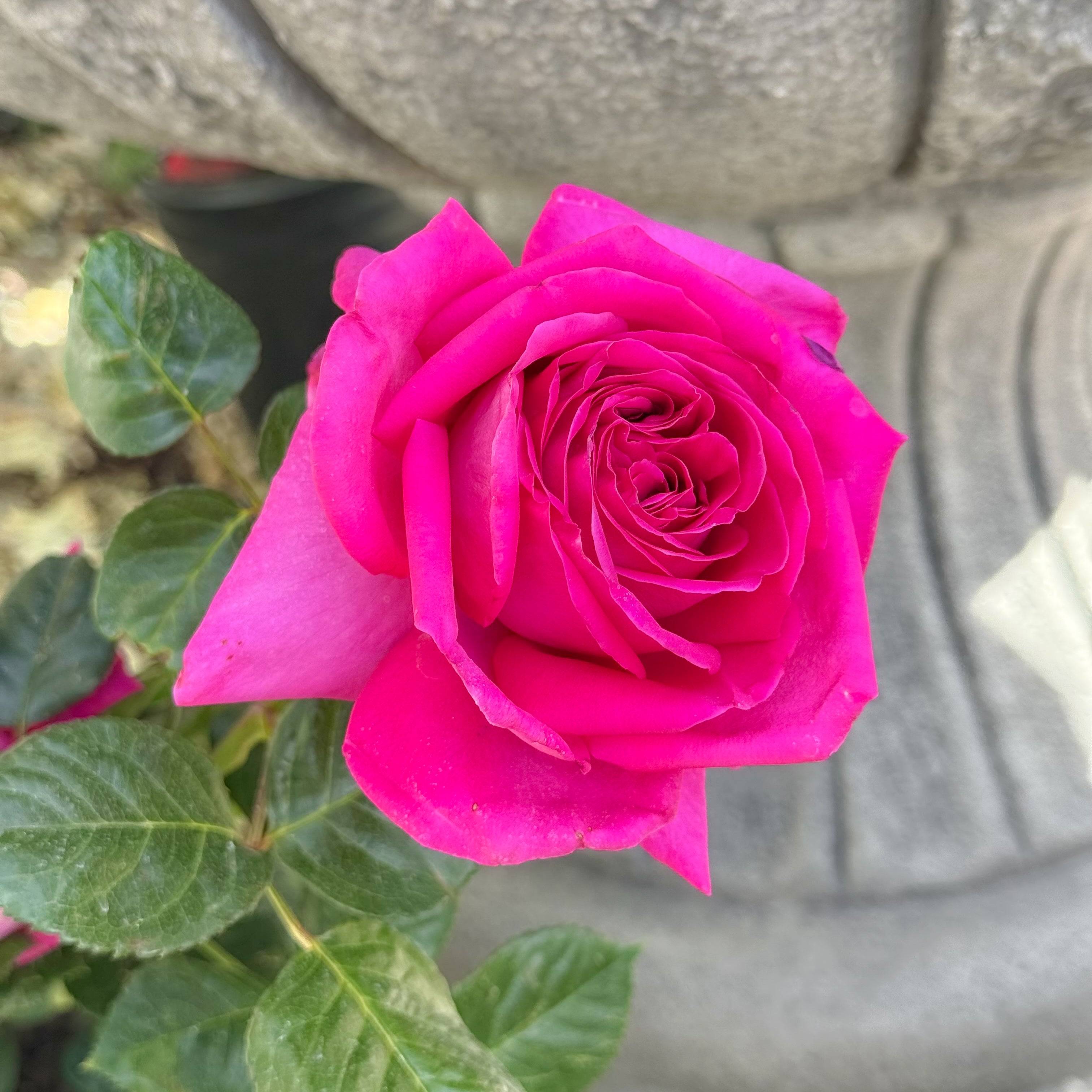 Nothing But Class™ Potted Rose Bush