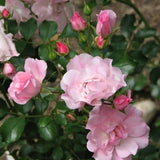 Flower Carpet® Apple Blossom Potted Rose Bush