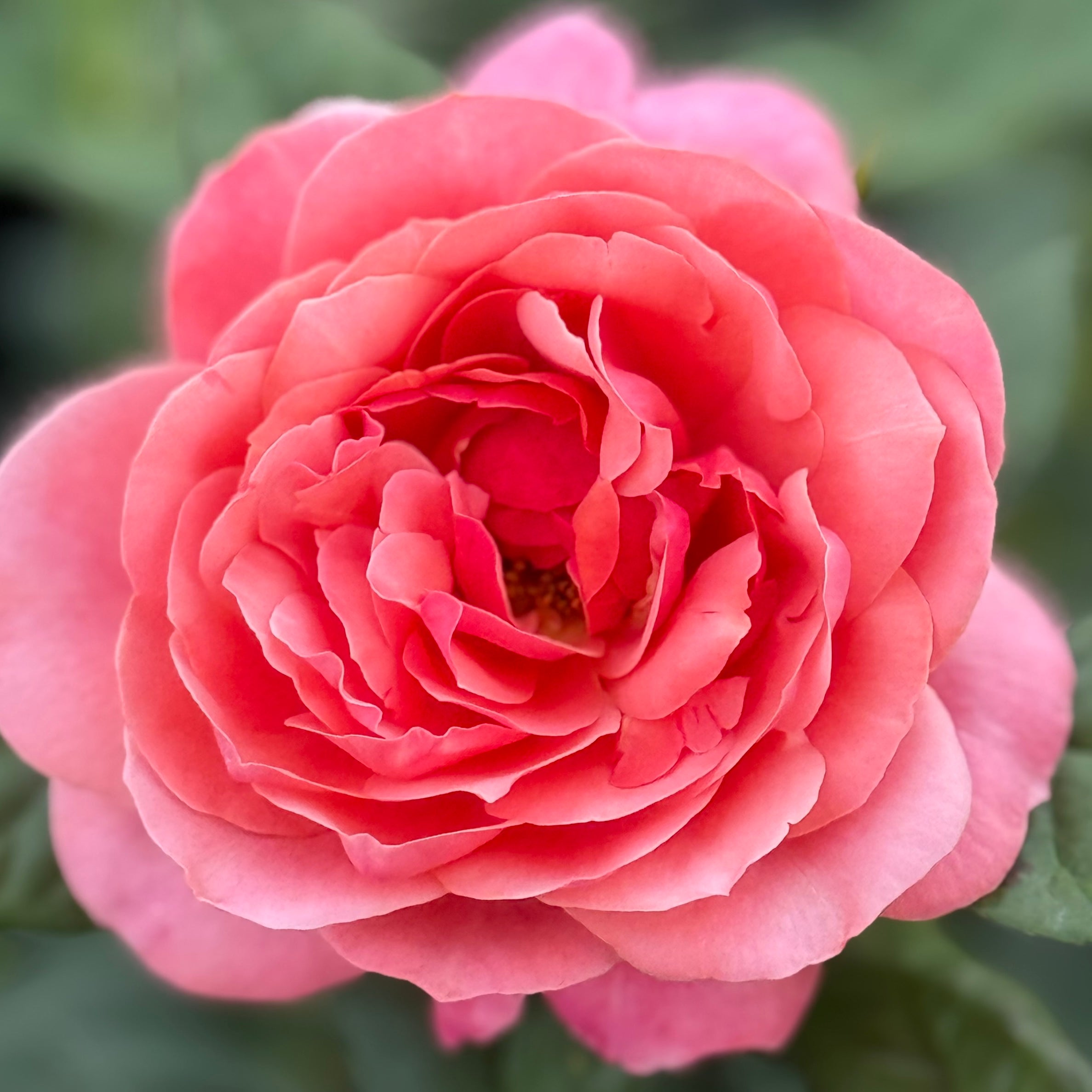 Uptown Girl® Potted Rose Bush