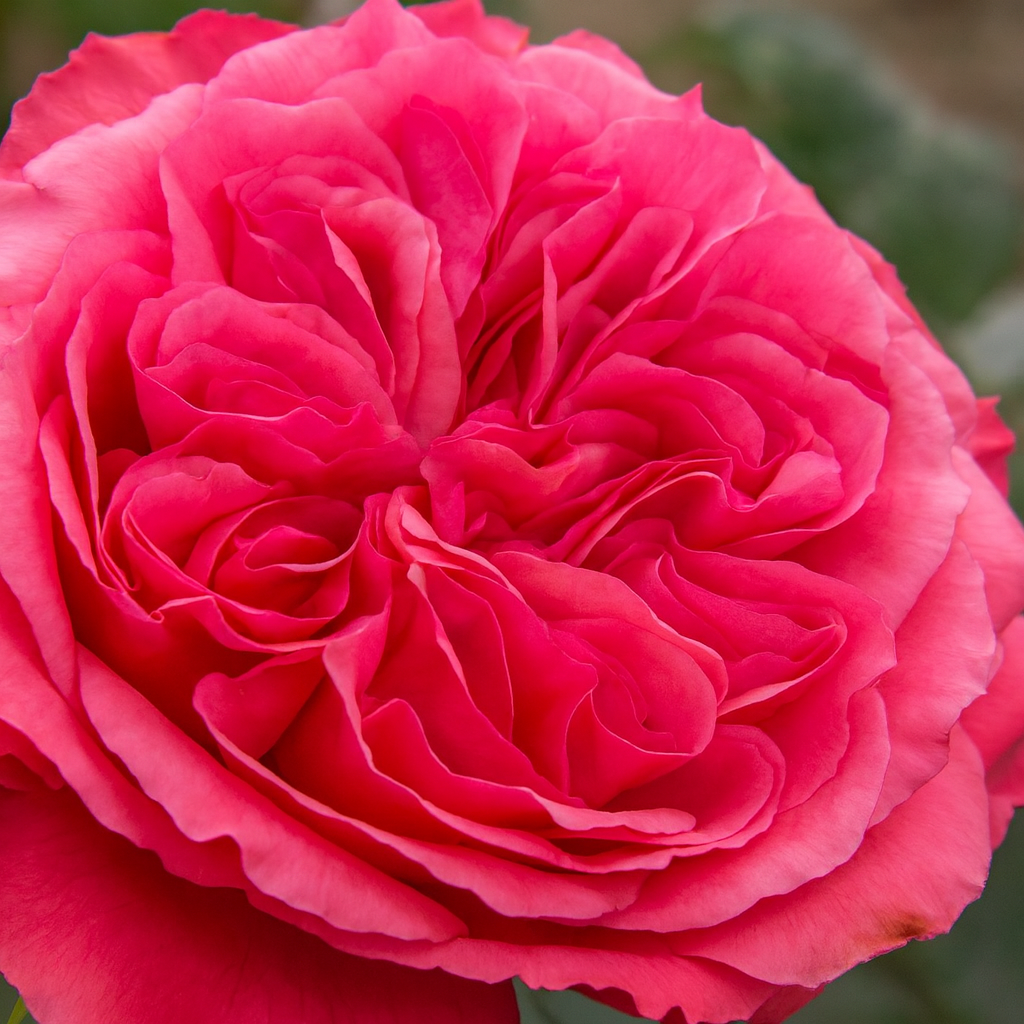 Loves Me, Loves Me Not™ Potted Rose Bush
