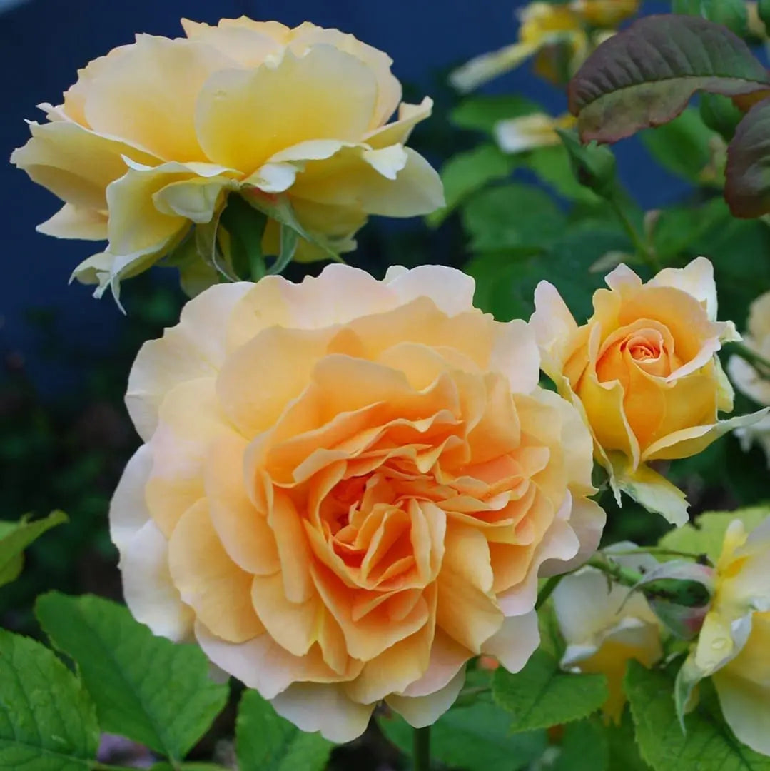 Honey Perfume Potted Rose Bush