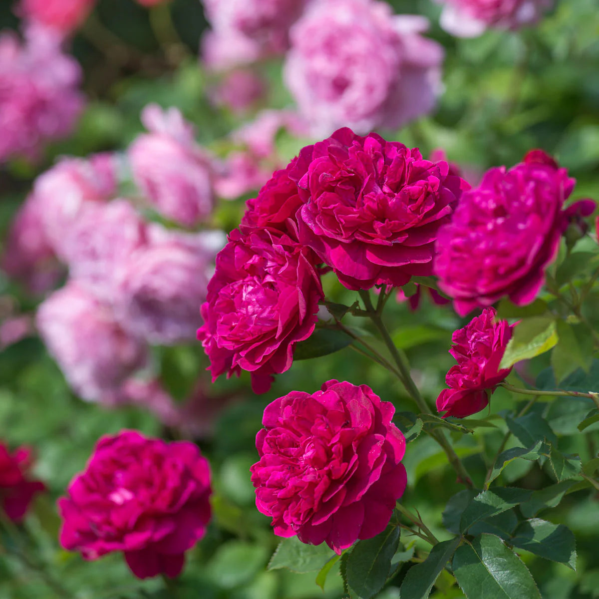 David Austin® Darcey Bussell® Potted Rose Bush