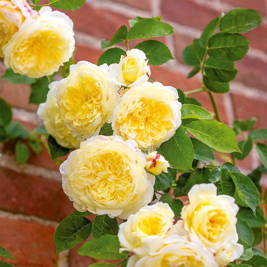 David Austin® The Pilgrim® Potted Rose Bush