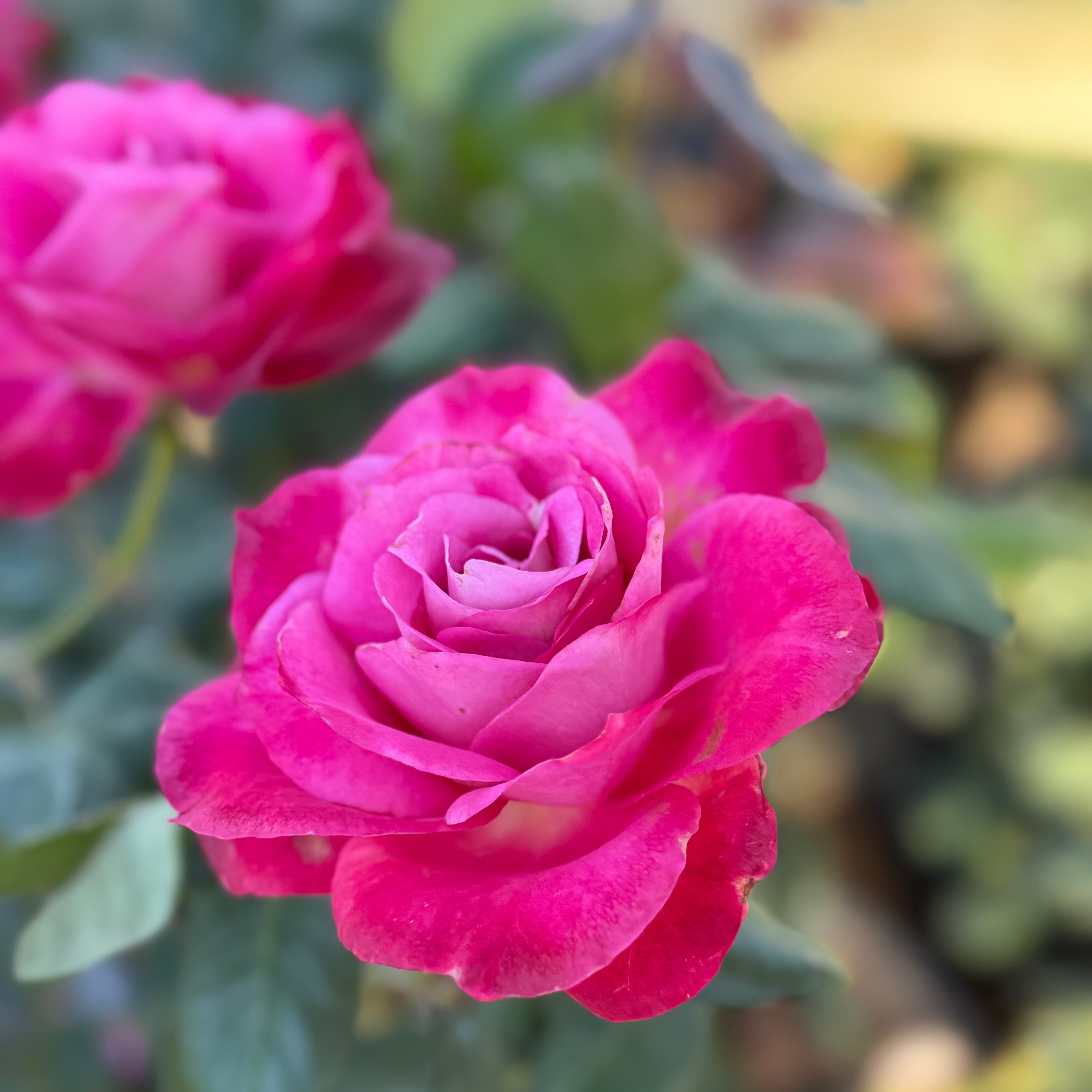 Girl's Night Out™ Potted Rose Bush
