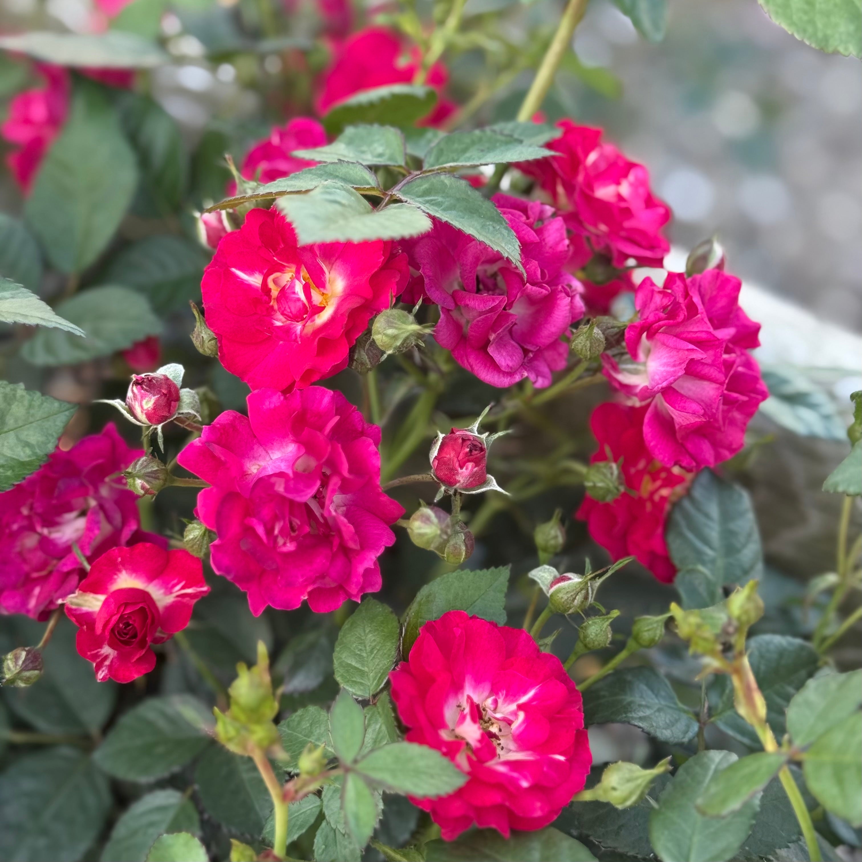Children's Hope™ Potted Rose Bush