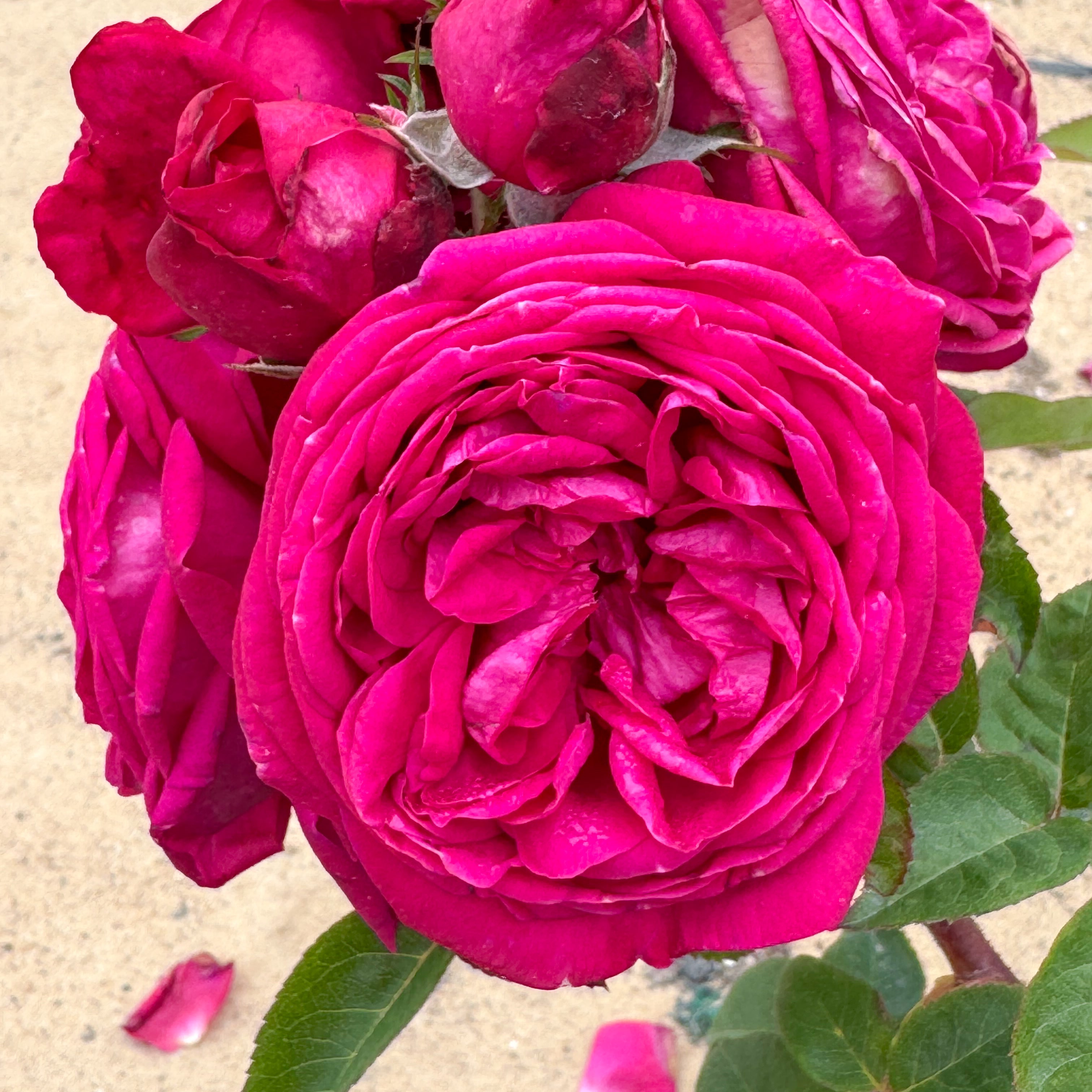 Delphine-Grace™ Potted Rose Bush