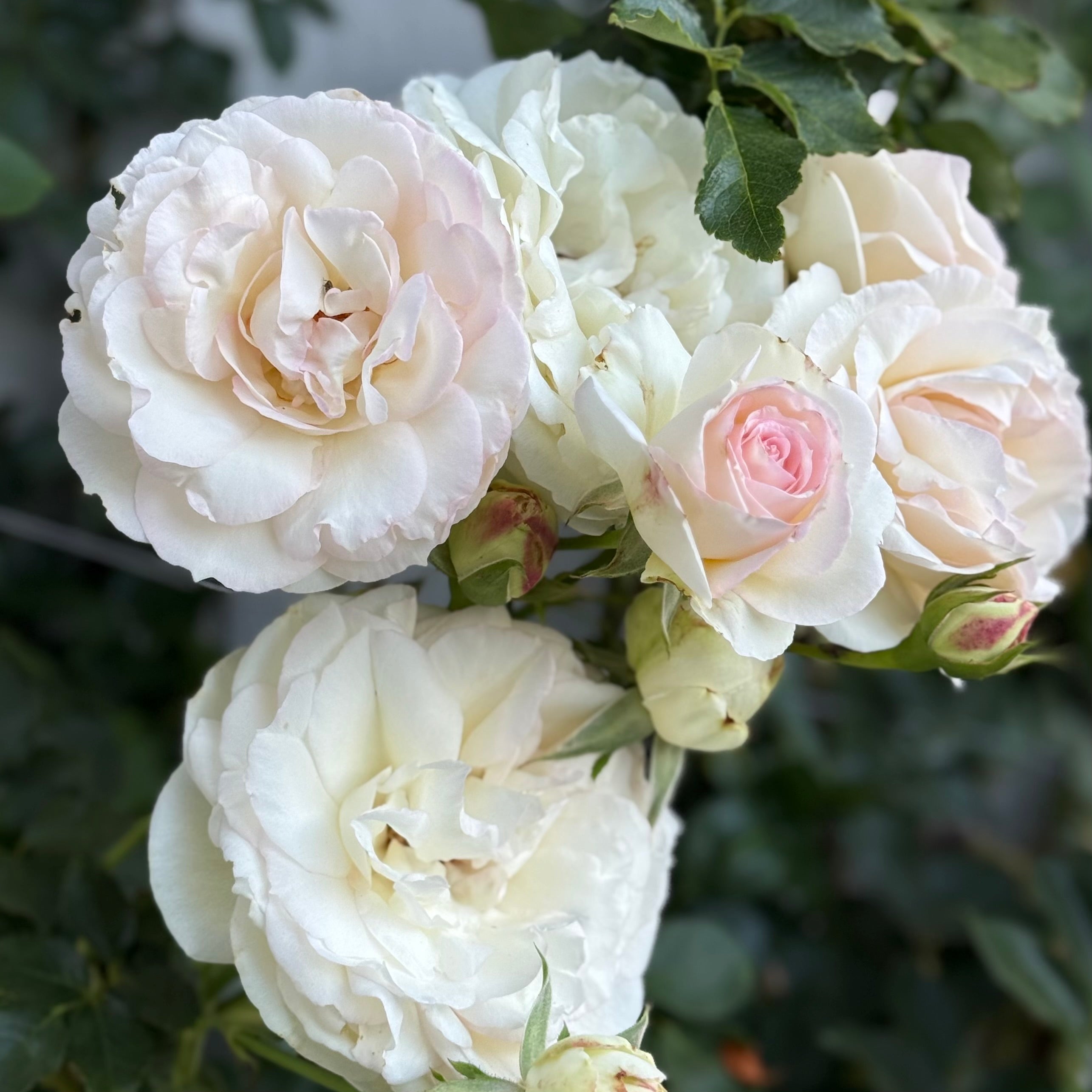 Eden Climber® White Potted Climbing Rose