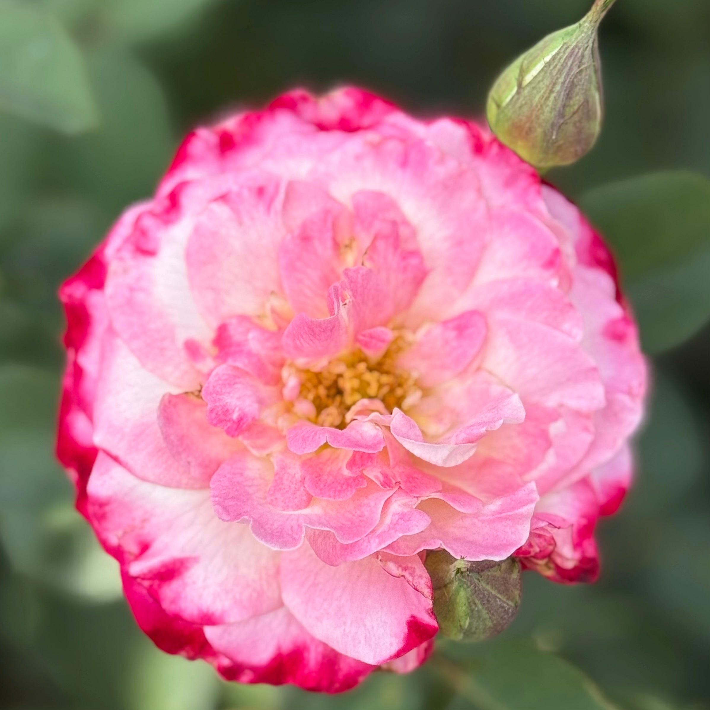 White Lies™ Potted Rose Bush