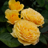 Doris Day Potted Rose Bush