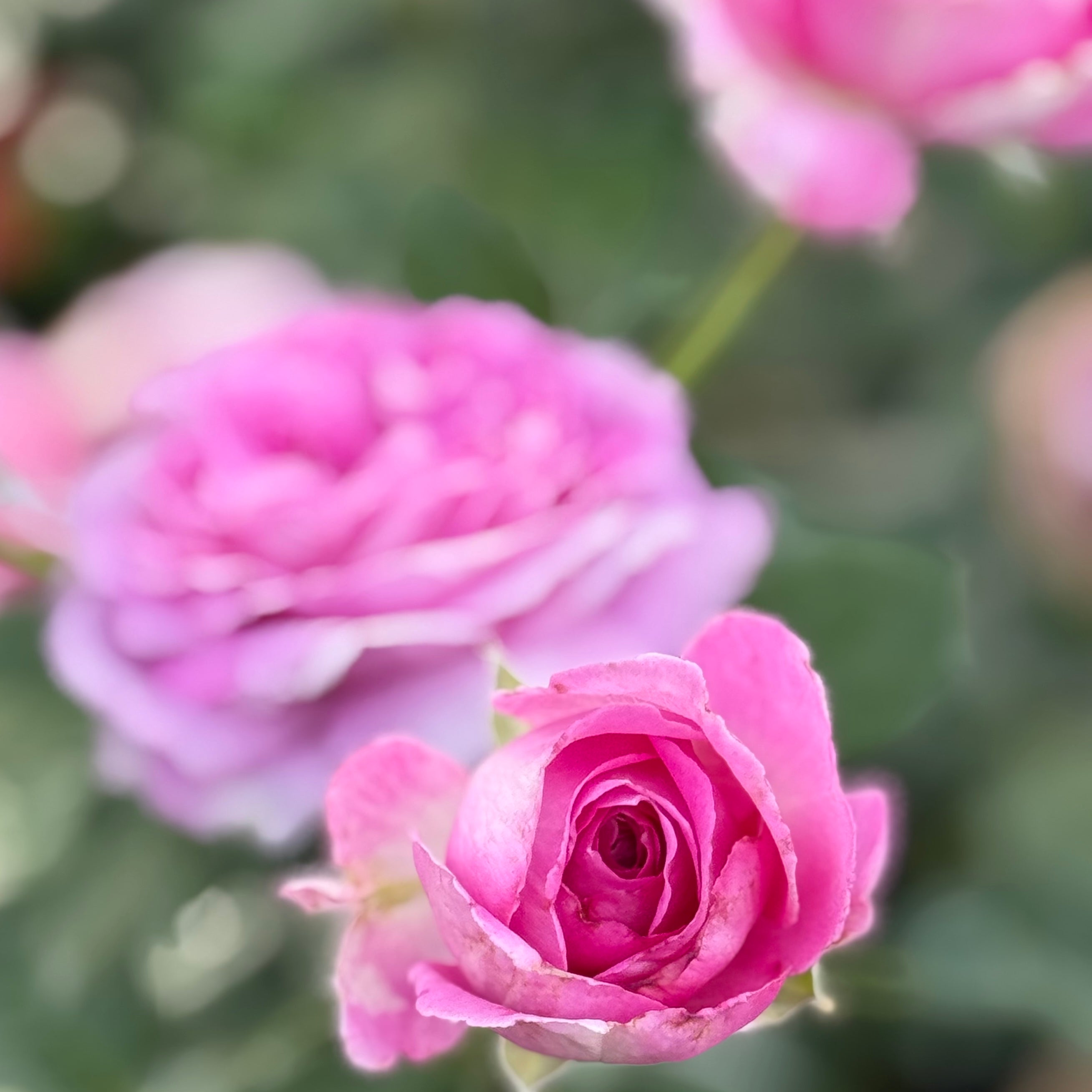 Raspberry Cupcake™ Potted Rose Bush