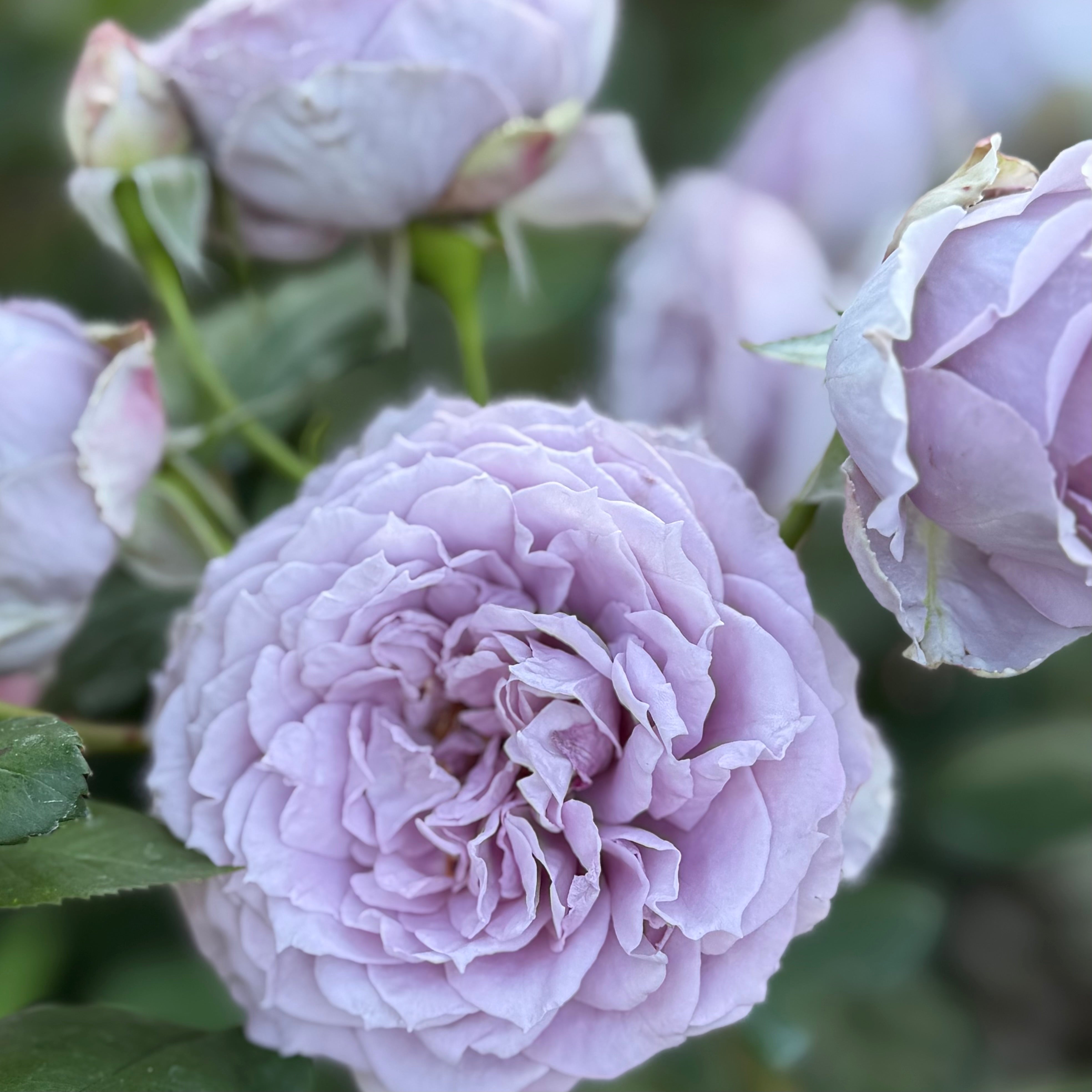 Poseidon™ Bare Root Rose Bush - Grace Rose Farm