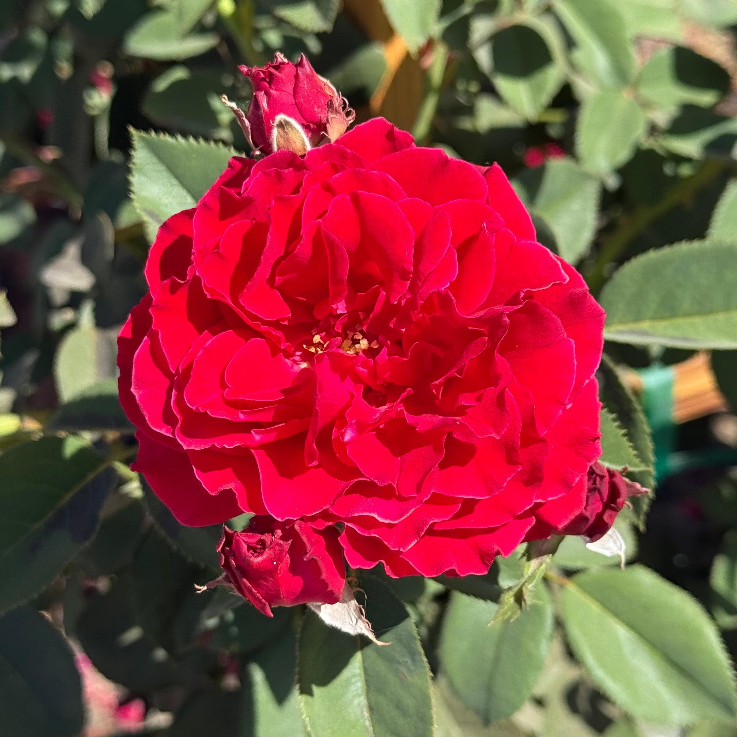 Dancing in the Dark™ Potted Rose Bush