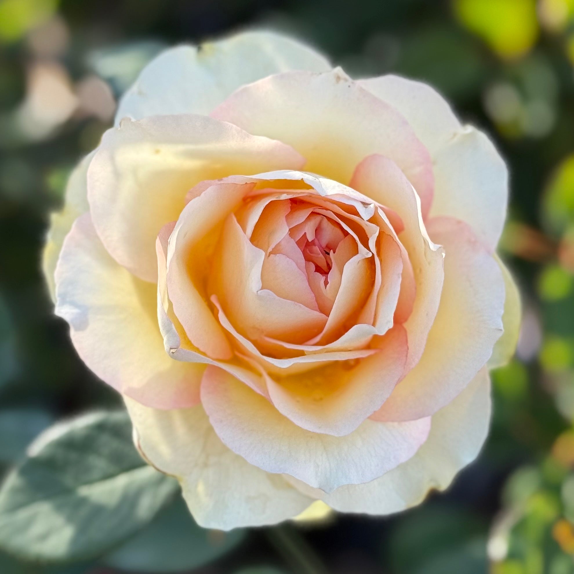 Euphoria® Potted Rose Bush