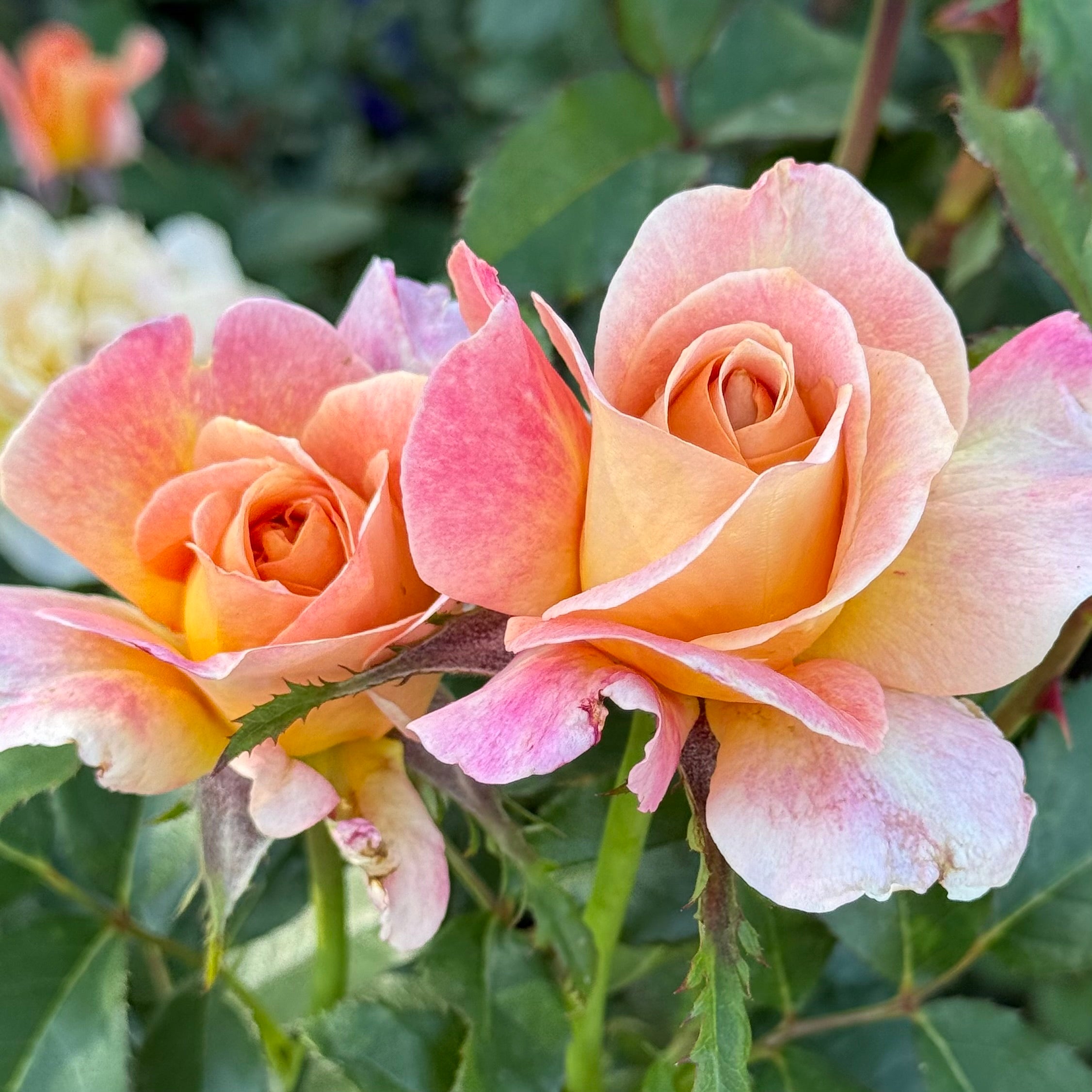 Rosie the Riveter™ Potted Rose Bush