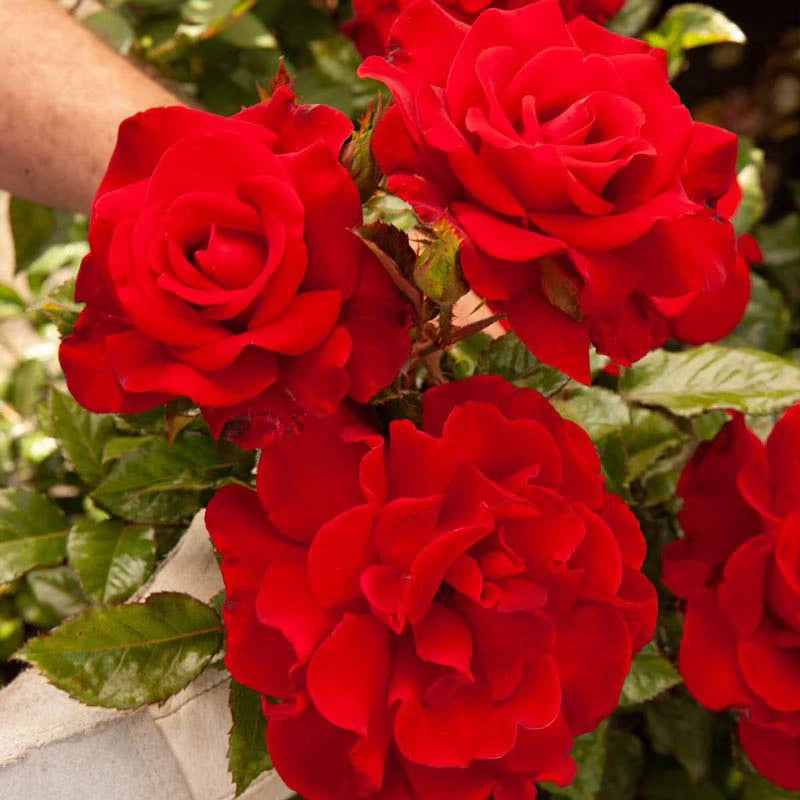 Drop Dead Red™ Bare Root Rose Bush