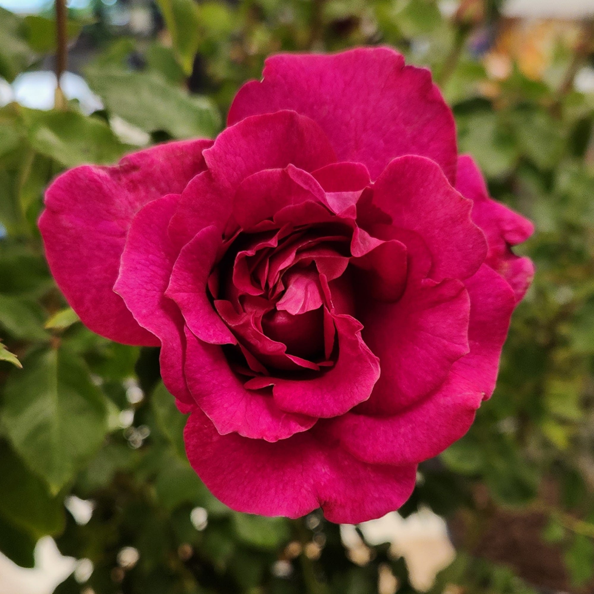True Bloom Roses® Serenity™ Bare Root Rose Bush