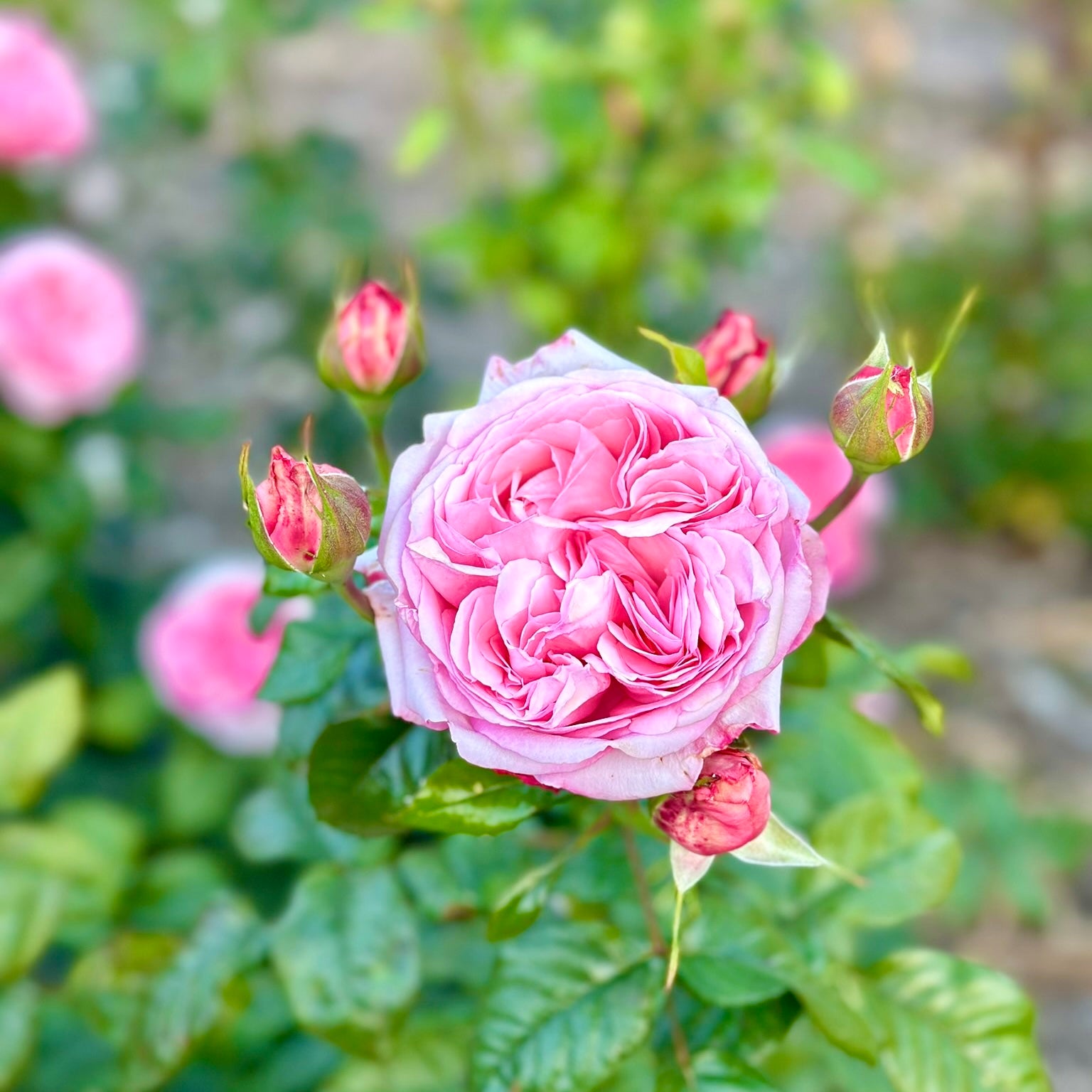 Romantica® Ball Gown™ Potted Rose Bush