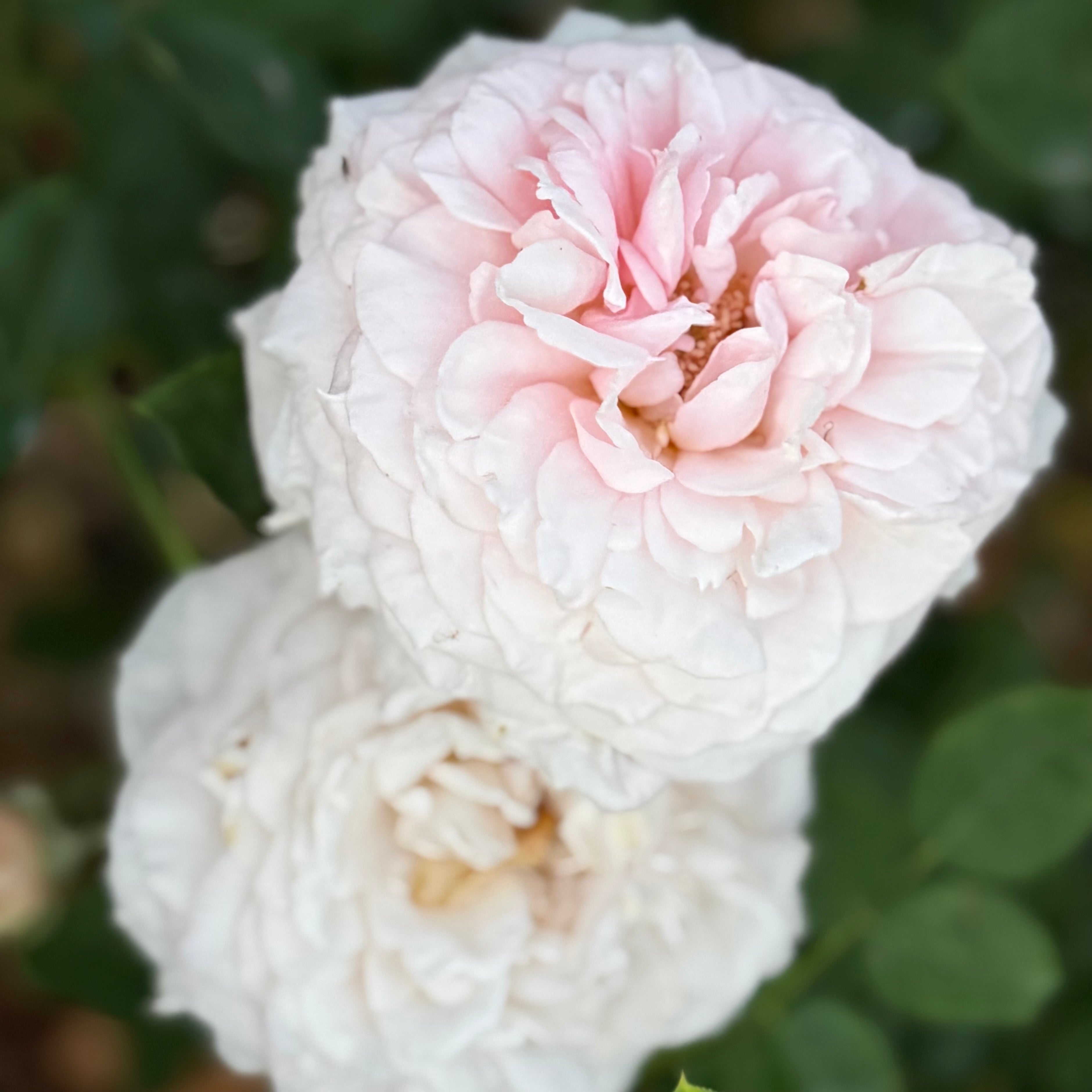 David Austin® The Lady Gardener® Potted Rose Bush