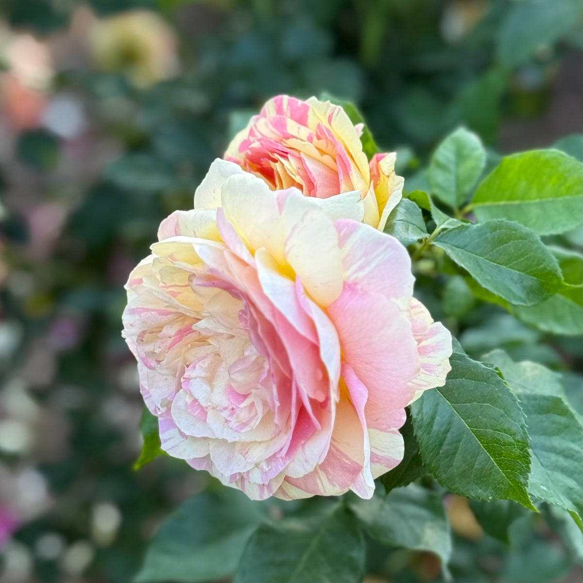 Pop Art™ Bare Root Tree Rose