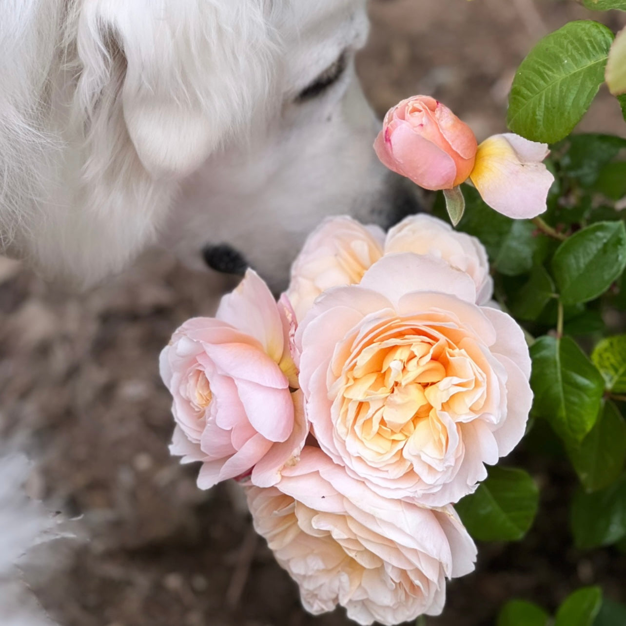 David Austin® Emily Bronte™ Potted Rose Bush