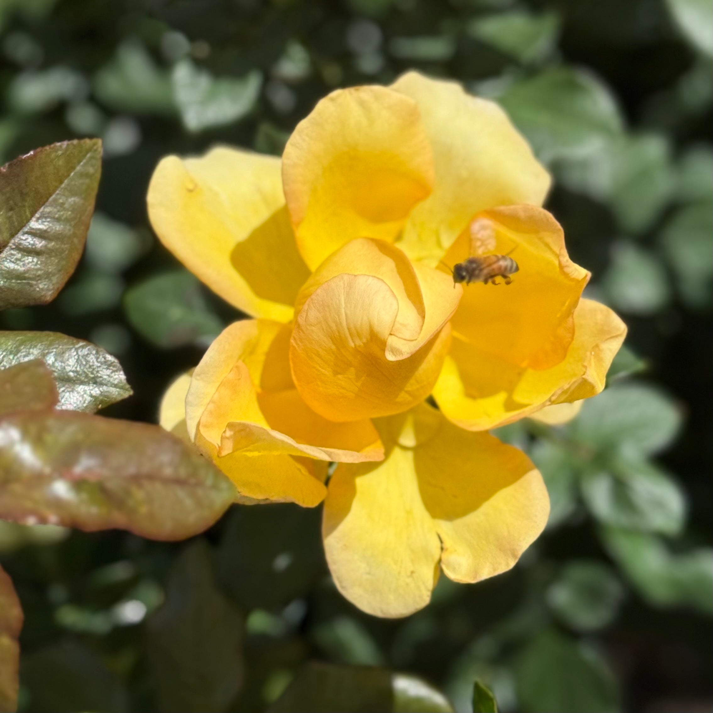 Gold Struck™ Potted Rose Bush