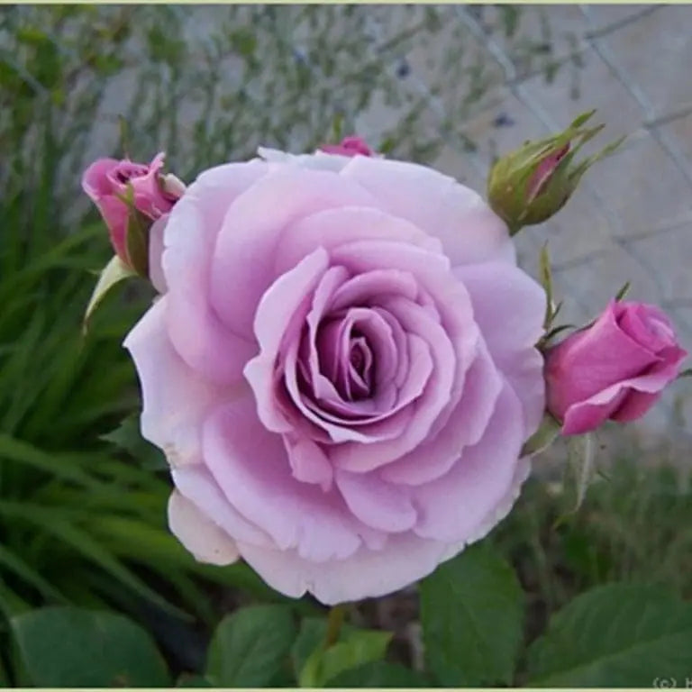 Fragrant Lavender Simplicity® Potted Rose Bush