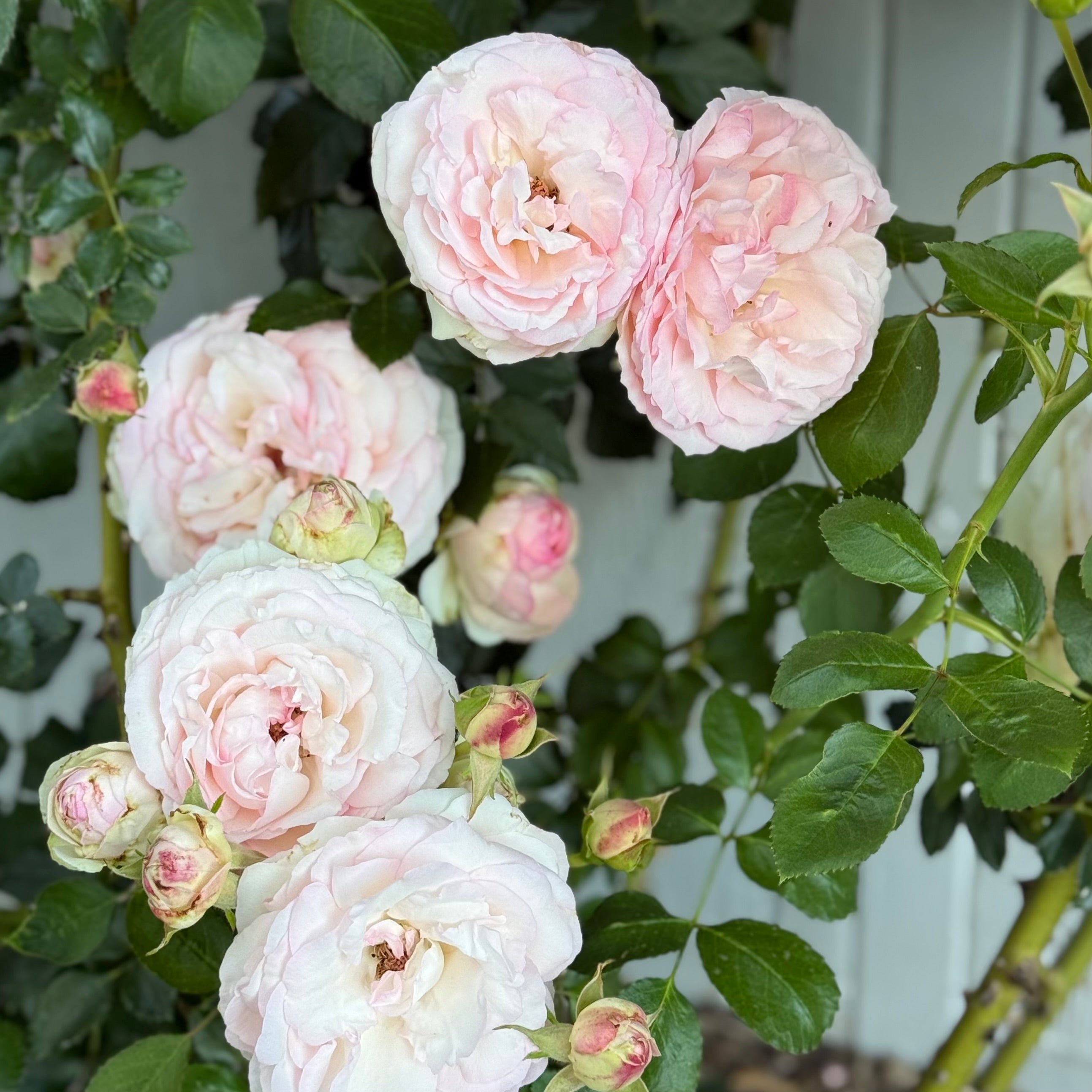 Eden Climber® Potted Climbing Rose